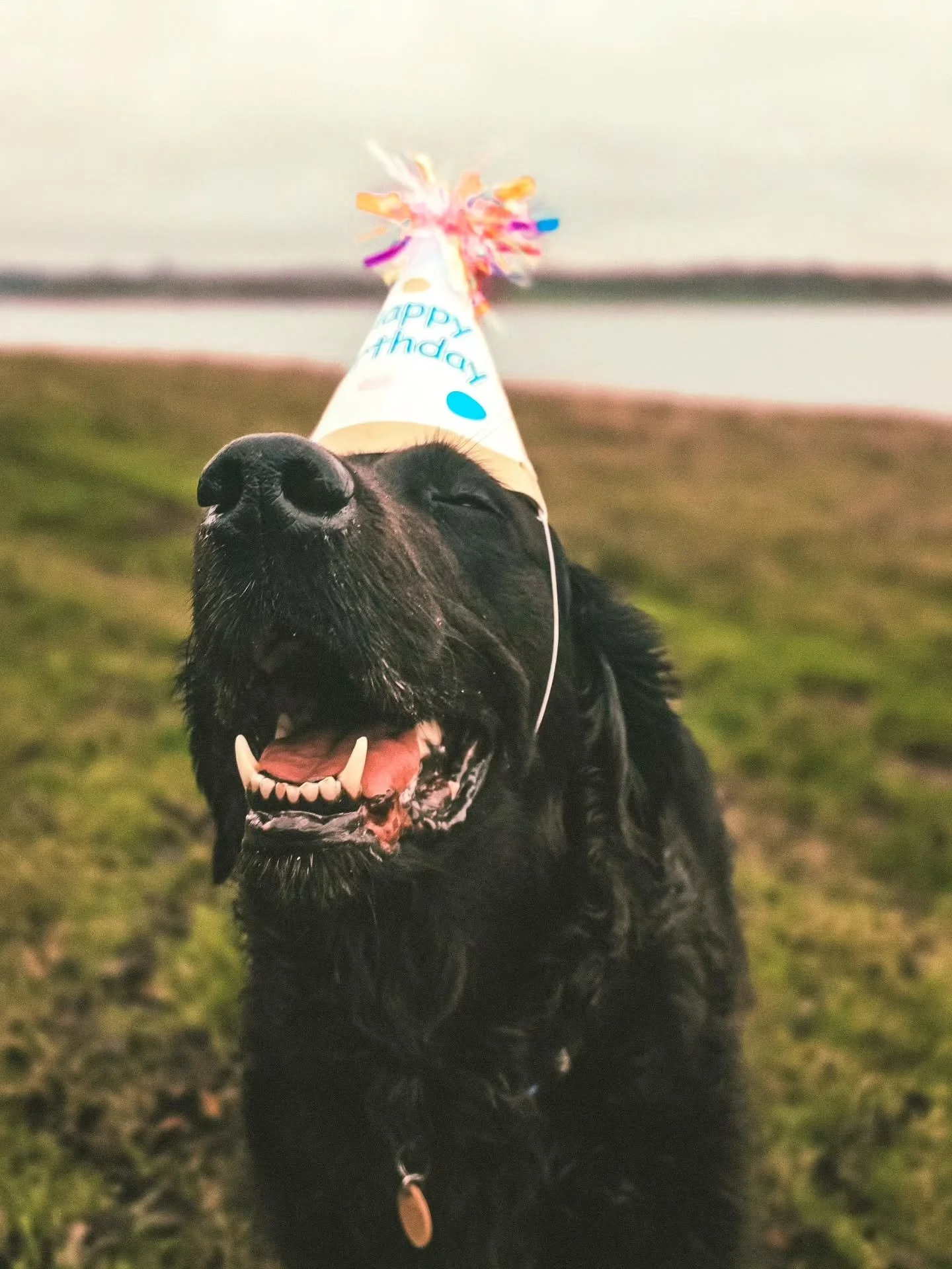 ~ 𝑯𝒂𝒑𝒑𝒚 𝑩𝒊𝒓𝒕𝒉𝒅𝒂𝒚 𝑴𝒂𝒈𝒔 ~

She turned 9 today! 🥰 Celebrating and asking time to slow down at the same time 🥹 Of course, we had to party with a bestie and if anyone knows how to party, it's Otto 🤣🥳

I am asking myself where the year