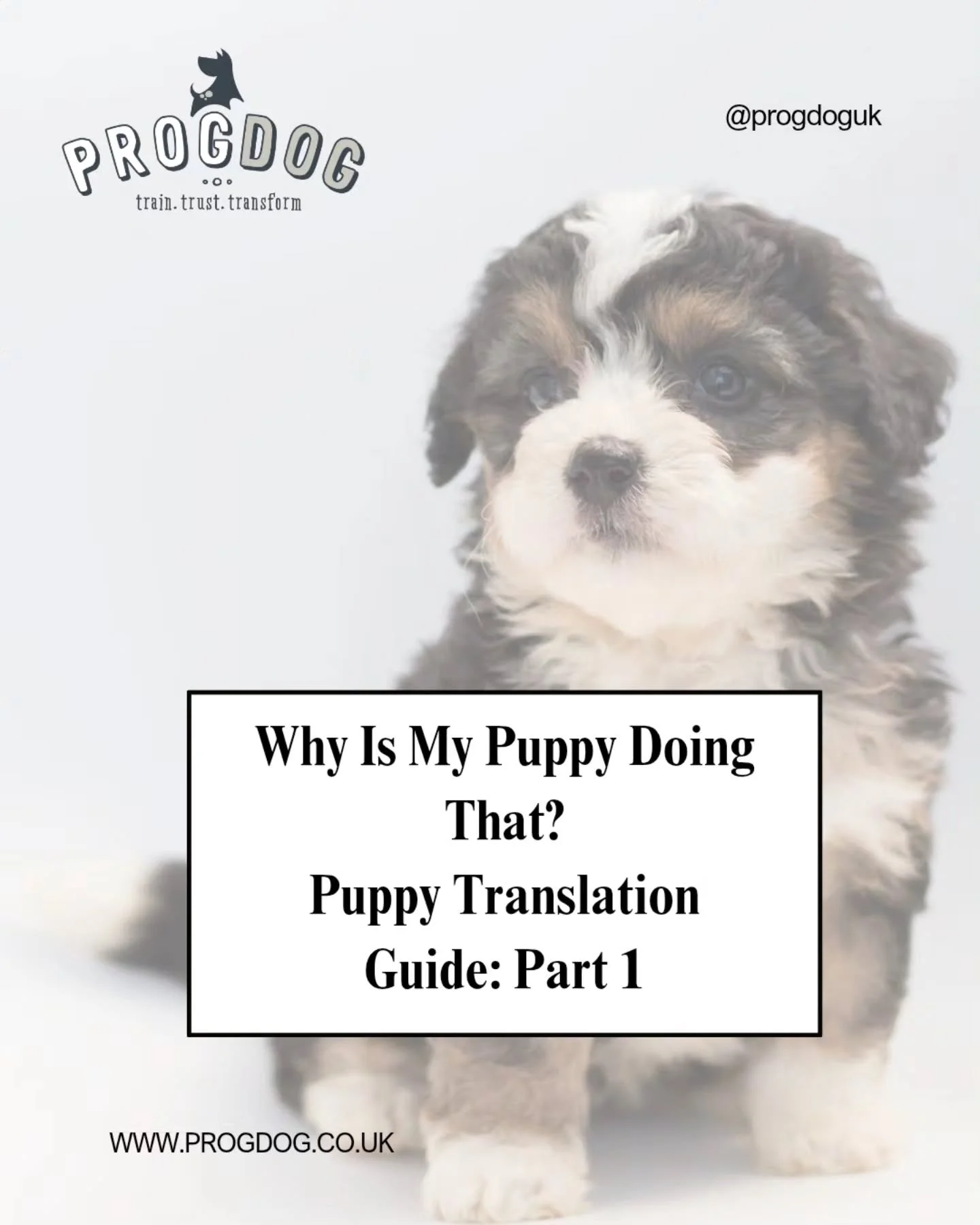 ~ 𝑰𝒕'𝒔 𝑵𝒐𝒕 𝑱𝒖𝒔𝒕 𝒀𝒐𝒖 ~

It's like the gremlin appears as soon as the sun sets. 

Welcome to the 'Witching Hour', where zoomies, frantic biting, jumping over/on everything, digging the sofa and random barking awaits. Bet you can't wait for