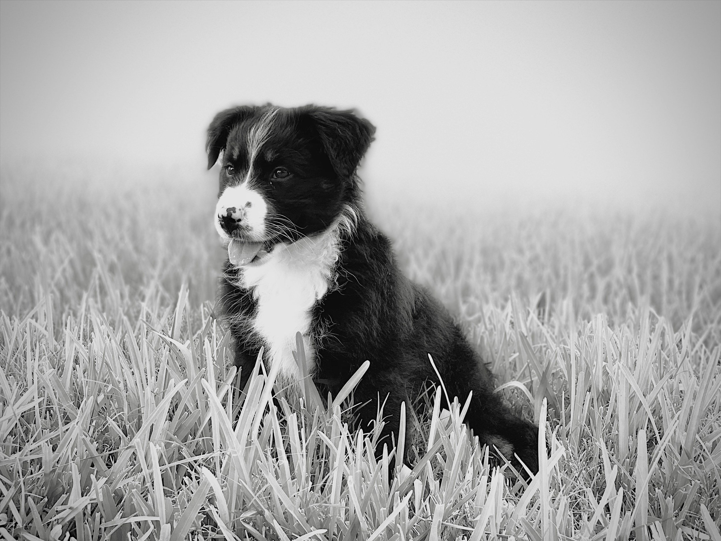 The Selective Hearing Myth: Why Your Puppy Isn’t Actually Ignoring You. Puppy Translation Guide Part 2