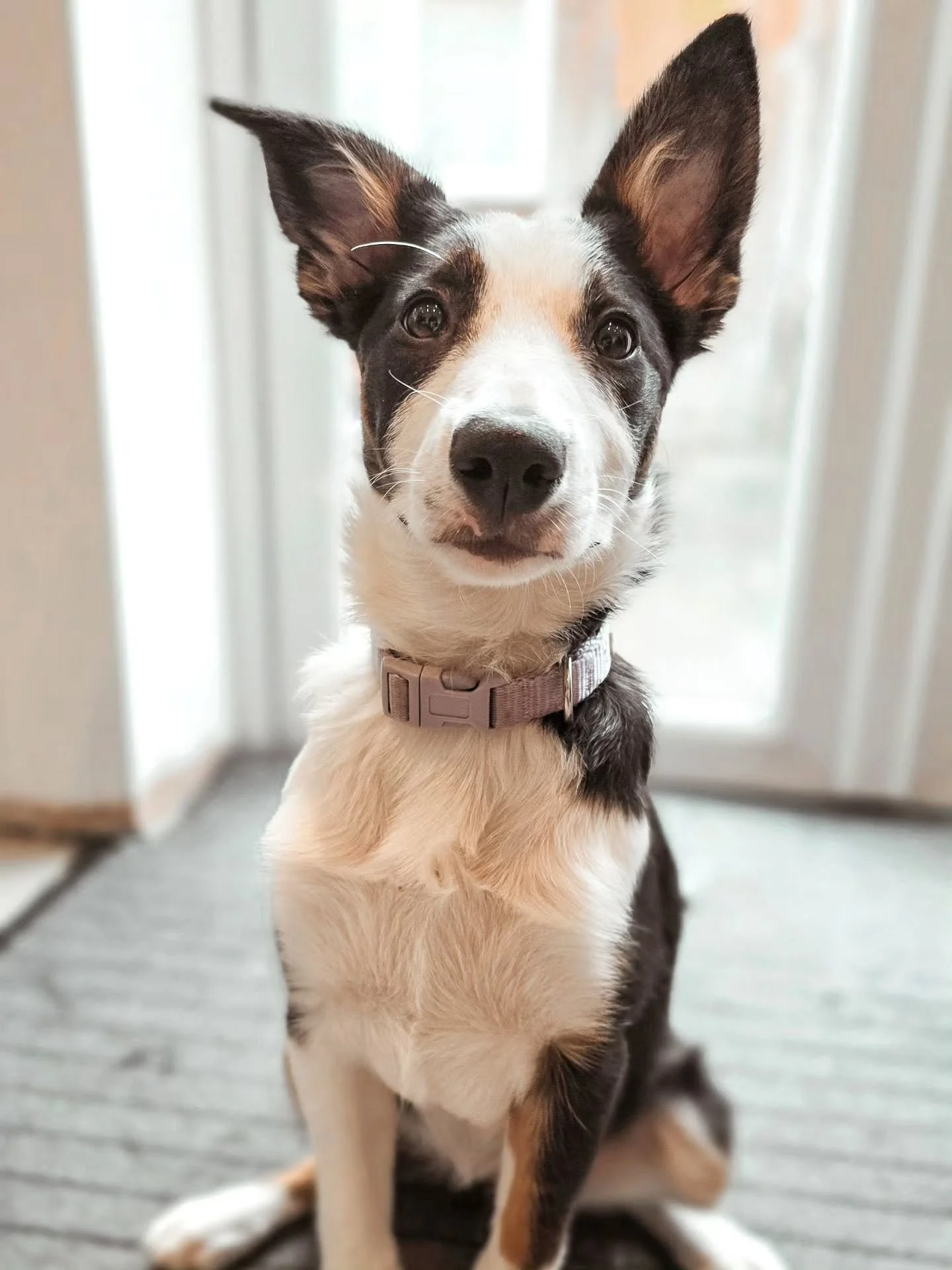 ~ 𝑩𝒆𝒂𝒖𝒕𝒚 ~

She is such a beautiful girl is Lexi and she's flying through her puppy training foundations with ease 💪

But don't be fooled by that pretty little face. Lexi is a working line border collie and these dogs are not for the faint hea