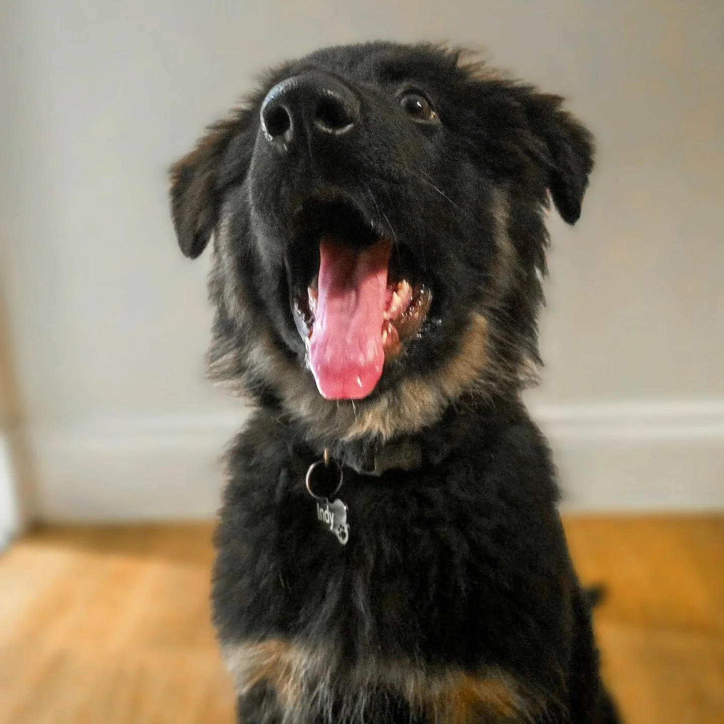 ~ 𝑺𝒘𝒆𝒆𝒕 𝑫𝒓𝒆𝒂𝒎𝒔 ~

Swipe to see how Indy's puppy training session ended because she gave it her all 🥰

All that learning will turn into lovely memories whilst she sleeps, so we never want to wake the baby when they choose to rest! 😴 Don't