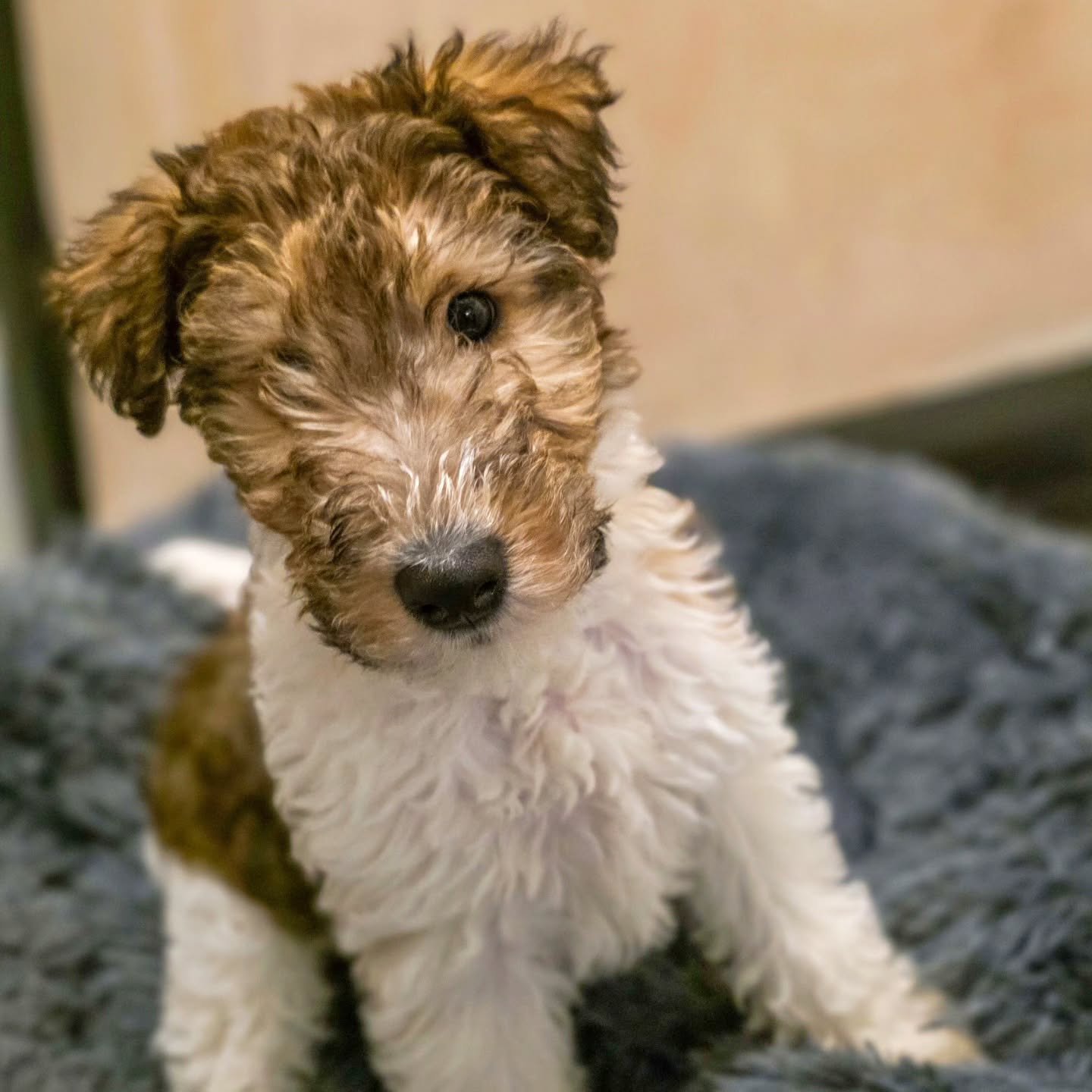 ~ 𝑪𝒂𝒏 𝑰 𝑯𝒆𝒍𝒑 𝒀𝒐𝒖, 𝑴'𝑳𝒂𝒅𝒚? ~

Meet Jeeves! 😍 Actually, his official name is Sir Jeeves and I honestly cannot think of a name that suits a Wire Haired Fox Terrier anymore than this! Absolute perfection 👌

This little poppet is going t