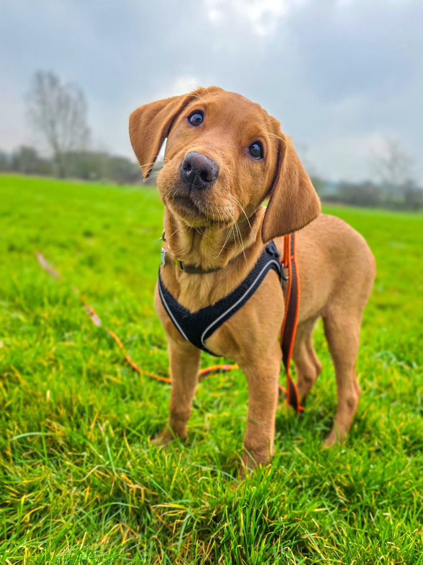 ~ 𝑶𝒉 𝑴𝒚 𝑮𝒐𝒔𝒉 ~

It's hard to believe this little lady isn't even 16 weeks old yet. Her socialisation is going so well that we've developed serious confidence and resilience in her, at the same time as her being amazingly well behaved for her 