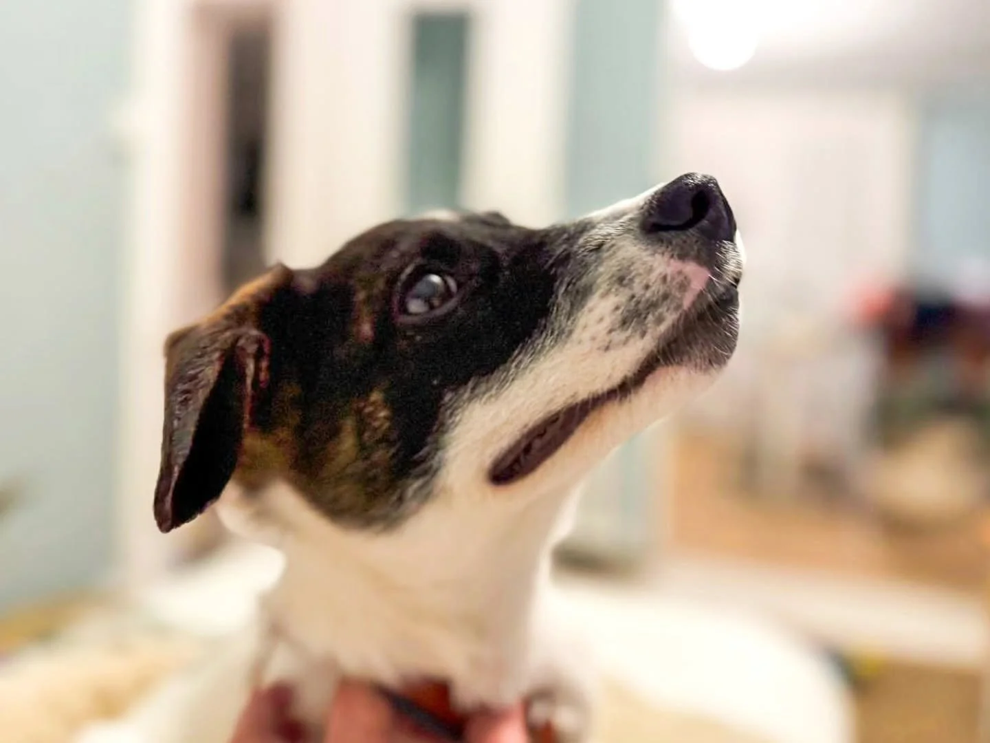 ~ 𝑱𝒆 𝑻'𝒂𝒊𝒎𝒆 ~

Back over the pond to France for little Osbourne we go.

Anyone who's ever been through anything will know that emotional change takes time. It's no different for our dogs. In some ways, it's worse. We can't explain why things a