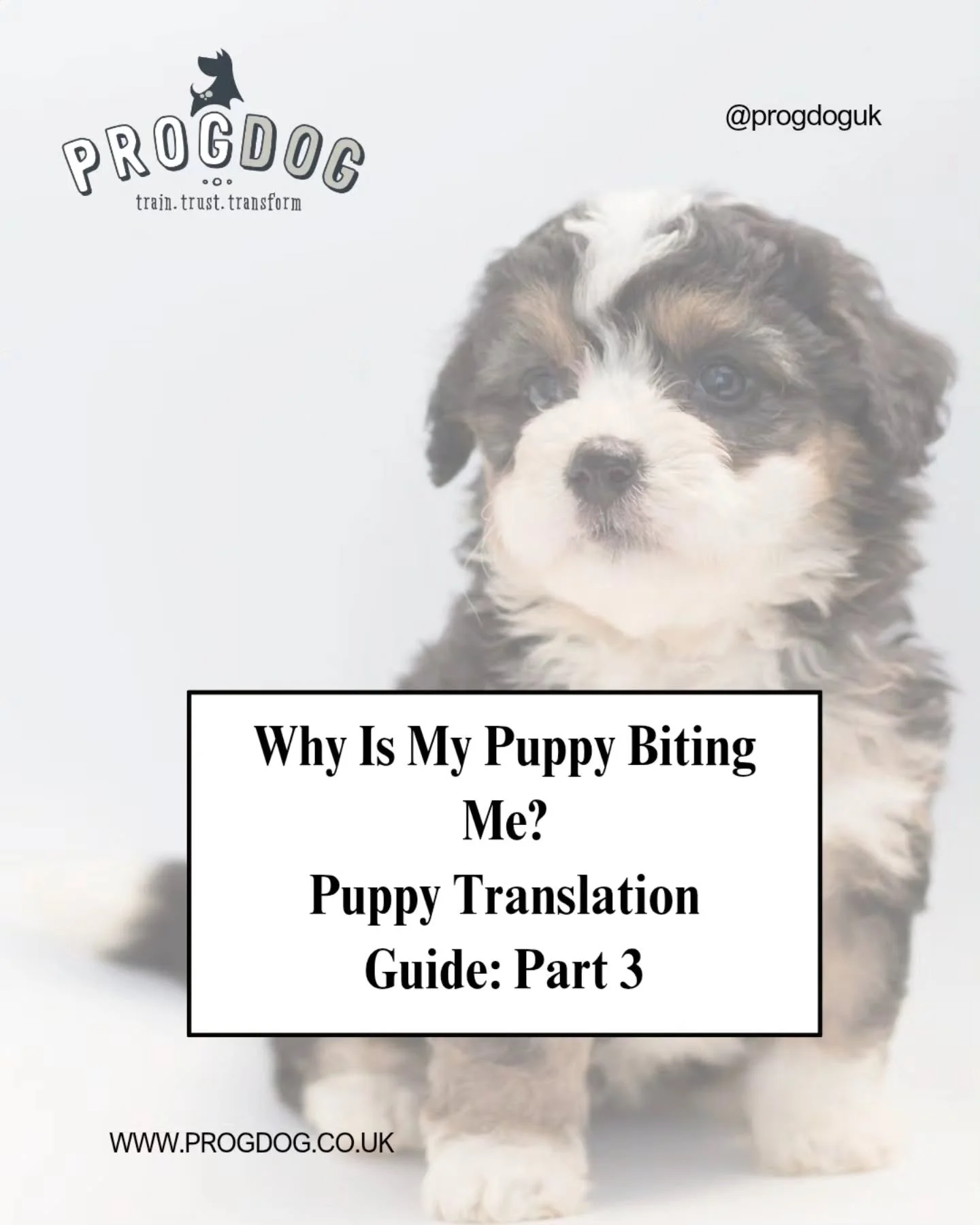 ​~ 𝑺𝒕𝒐𝒑 𝑮𝒐𝒐𝒈𝒍𝒊𝒏𝒈, '𝒊𝒔 𝒎𝒚 𝒑𝒖𝒑𝒑𝒚 𝒃𝒓𝒐𝒌𝒆𝒏?' ~

I've worked with countless puppies over the years and I can tell you that a puppy who doesn't bite is rare. Very, very rare. I can think of maybe 1 or 2 out of thousands who didn't