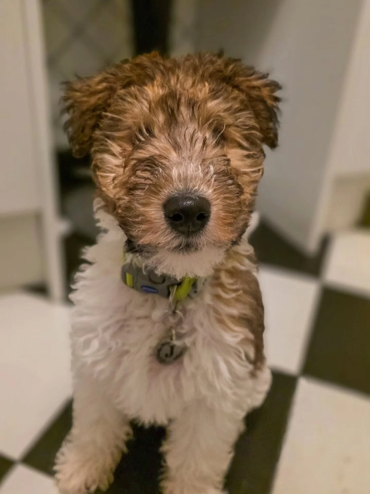 ~ 𝑯𝒆'𝒔 𝒂 𝑵𝒂𝒕𝒖𝒓𝒂𝒍 ~

We gave his eyes a little trim after these pics as part of his training for the grooming process. That's all part of puppy training too 🥰

Little Jeeves is just such a beauty all round. He's taken to puppy training lik