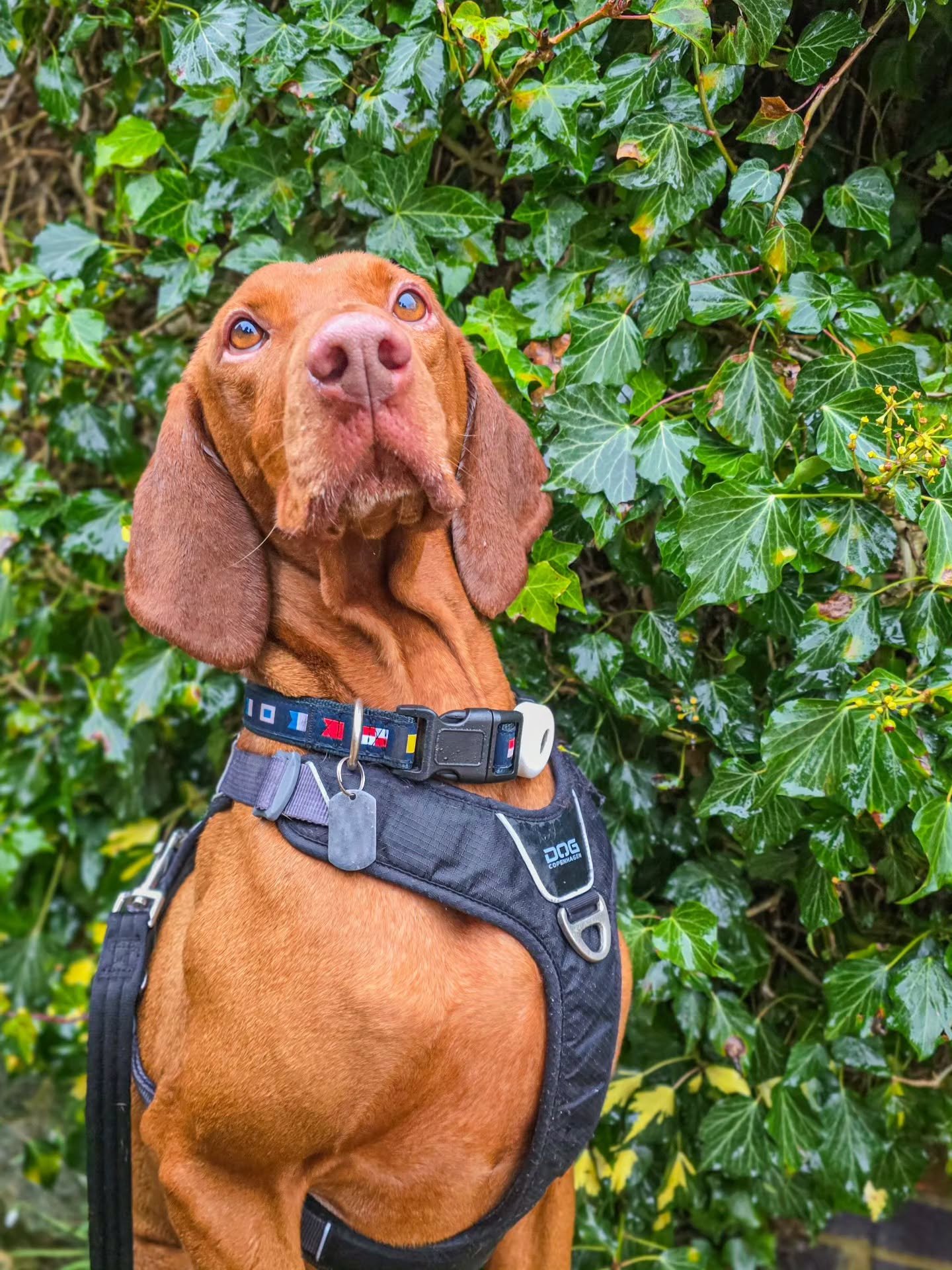 ~ 𝑰𝒇 𝒀𝒐𝒖'𝒓𝒆 𝑯𝒂𝒏𝒅𝒔𝒐𝒎𝒆 𝒂𝒏𝒅 𝒀𝒐𝒖 𝑲𝒏𝒐𝒘 𝑰𝒕...~

Marlon and his many faces 🤣

Bit cold and wet today, wasn't it? 🥶

Fortunately, it didn't put Marlon off (unless you're a puddle, then he'll avoid you a mile off) his graduation f