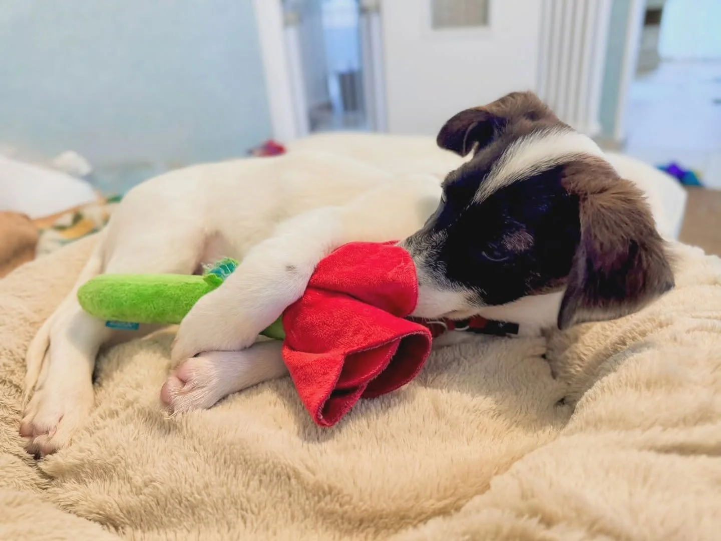 ~ 𝑽𝒂𝒍𝒆𝒏𝒕𝒊𝒏𝒆 𝑹𝒆𝒂𝒅𝒚 ~

Some lucky boy or girl will be very happy with the single red rose Osbourne has picked out, if it lasts that long that is 🤣

Another session in France (on zoom) with Osbourne. Not only is he ready for love, he's ge