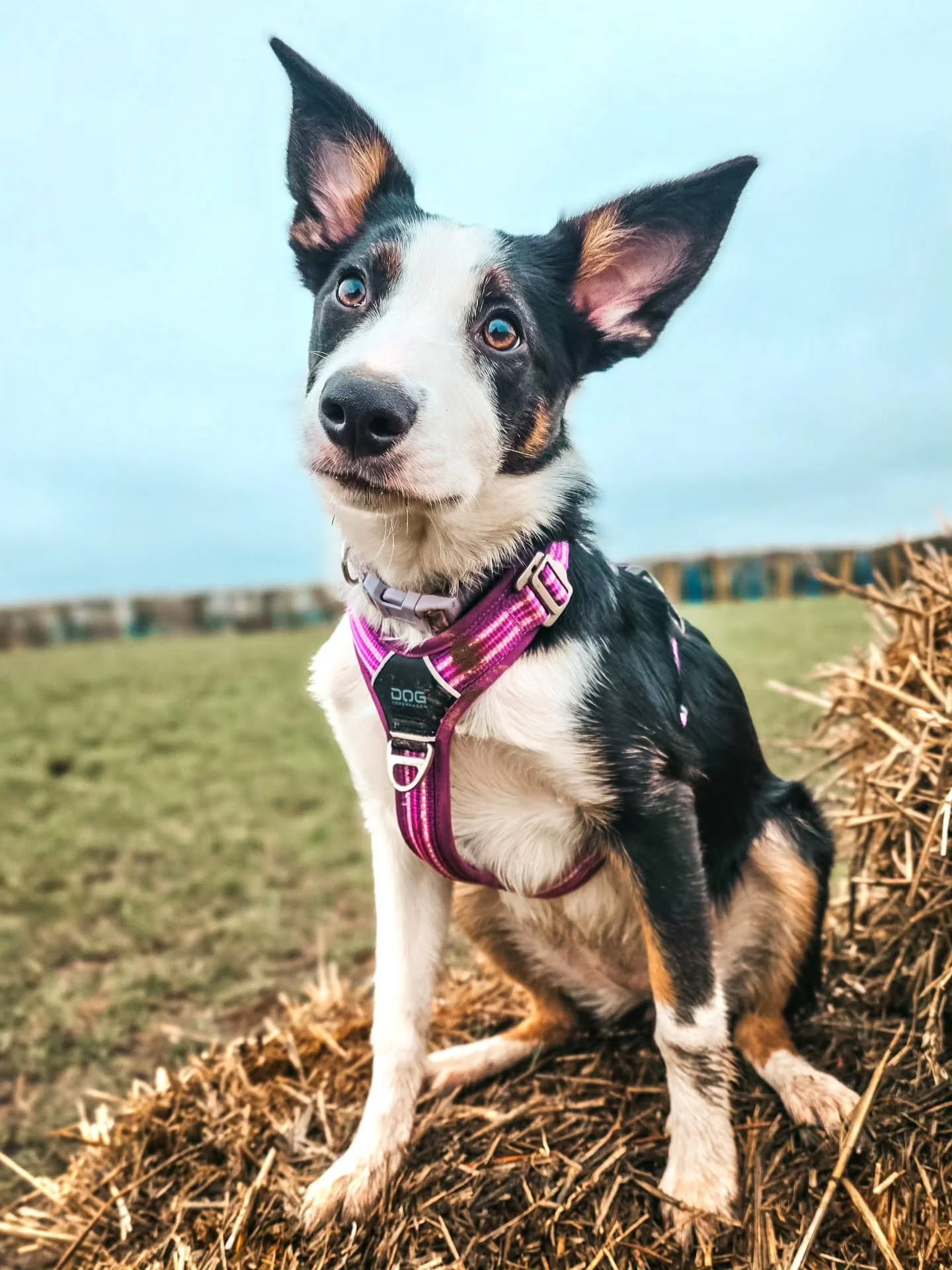 ~ 𝑯𝒆𝒓𝒅𝒊𝒏𝒈 𝑮𝒂𝒎𝒆𝒔 ~

If you've got a dog who has the instinct (genetics) to herd and they aren't living as a working dog, then things can get a little tricky if you don't help them fulfill that herding instinct they have. Things get trickie