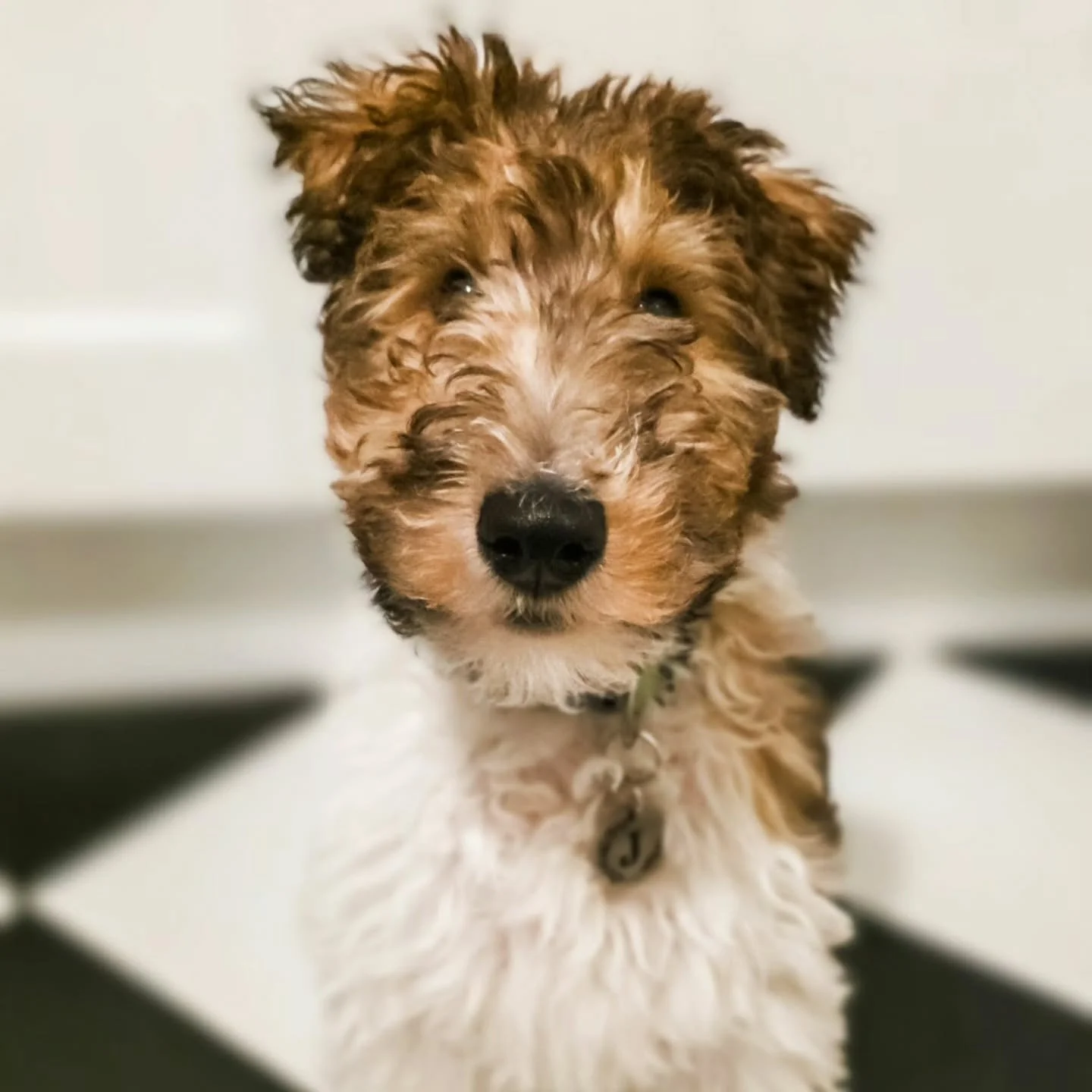 ~ 𝑾𝒊𝒍𝒍 𝒀𝒐𝒖 𝑩𝒆 𝑴𝒚 𝑽𝒂𝒍𝒆𝒏𝒕𝒊𝒏𝒆? ~

Form an orderly cue ladies and gents. You'll be right behind me mind you, I'm first in line. I'm totally and utterly smitten with Jeeves 😍

Puppy training is going beautifully. He adores being in th