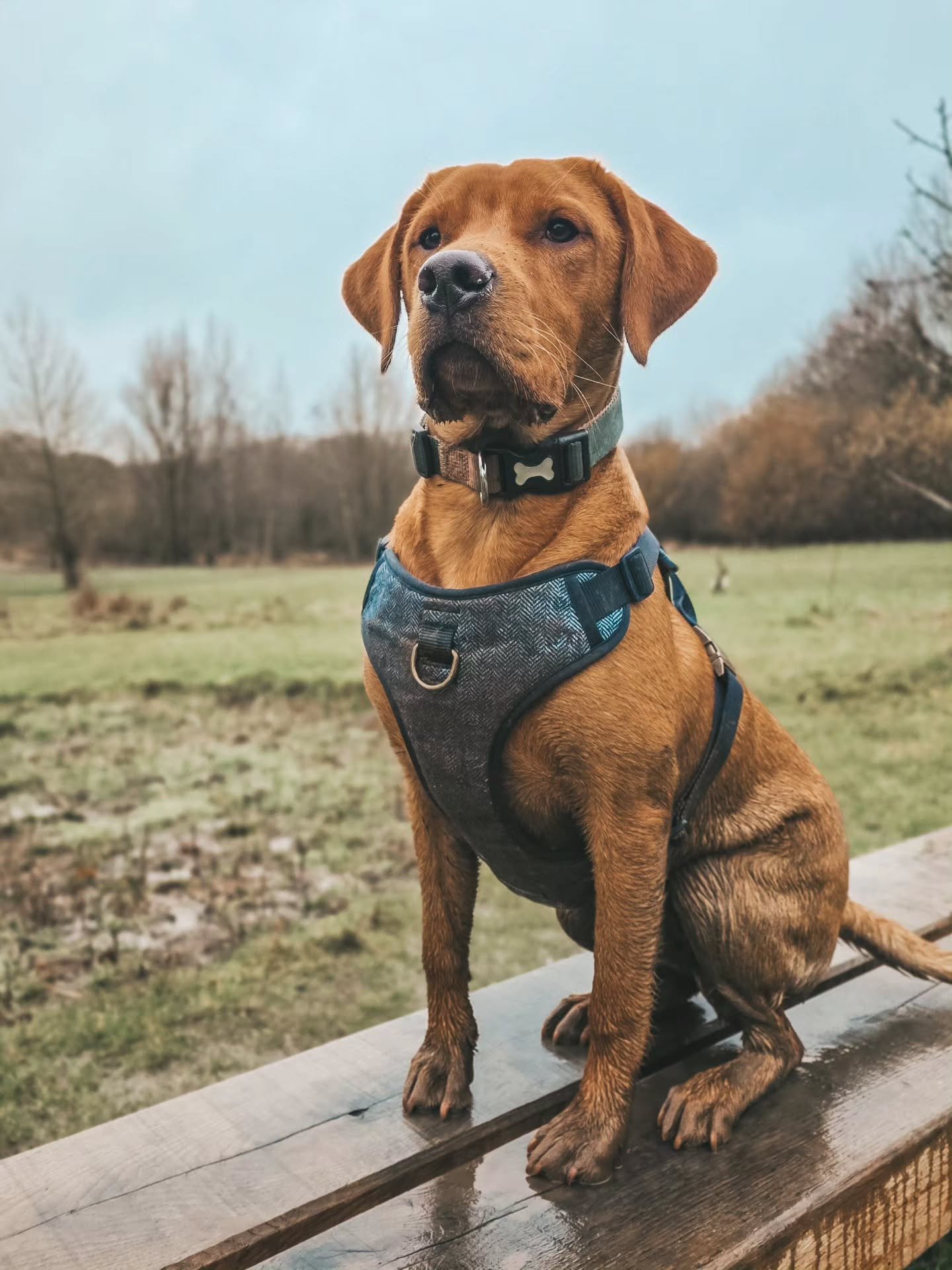 ~ 𝑾𝒉𝒆𝒓𝒆'𝒔 𝑻𝒉𝒆 𝑷𝒖𝒑𝒑𝒚 𝑮𝒐𝒏𝒆? ~

Gosh, they grow up quick. Last time I saw Milo, he still had a such a puppy face and now look at him! 😍 In the blink of an eye those features have changed. Where does the time go?

What a boy he is turn