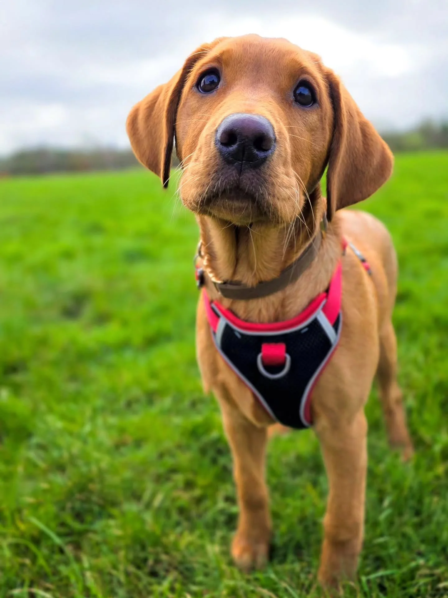 ~ 𝑭𝒊𝒓𝒔𝒕 𝑪𝒍𝒂𝒔𝒔 𝑯𝒐𝒏𝒐𝒖𝒓𝒔 ~

Well, if you're going to graduate, you may as well graduate at the top 💪 

Little (although getting so tall and leggy 😍) Berrie has completed her puppy training foundations. It's hard to describe what a dre