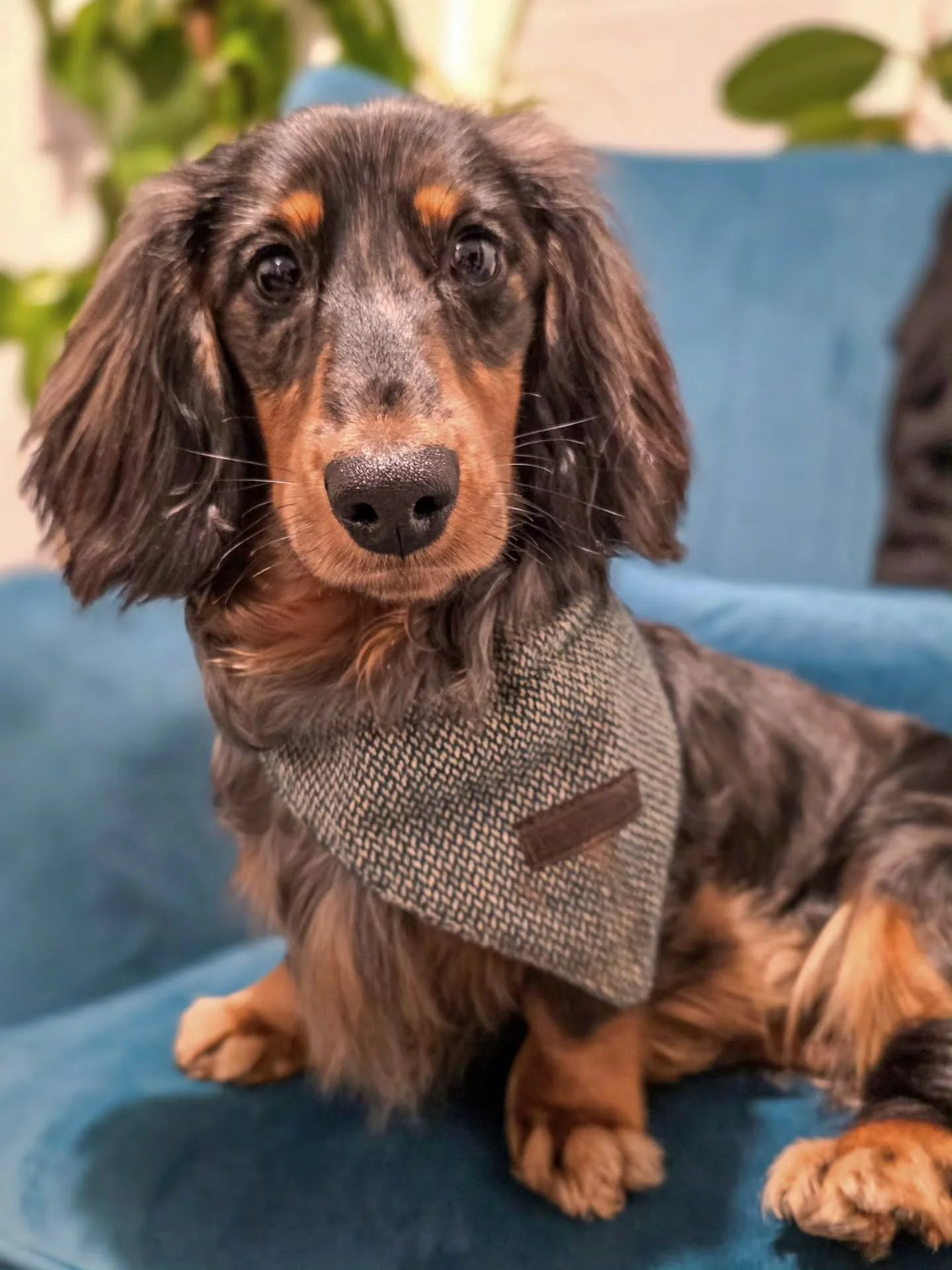 ~ 𝑴𝒚 𝑫𝒆𝒂𝒓 𝑾𝒂𝒕𝒔𝒐𝒏 ~

He's back! 🥰

Watson finished his puppy training foundations with me last summer, took a break to soak it all in and is now back for advanced dog training and for scentwork/trick training because he loves using his br