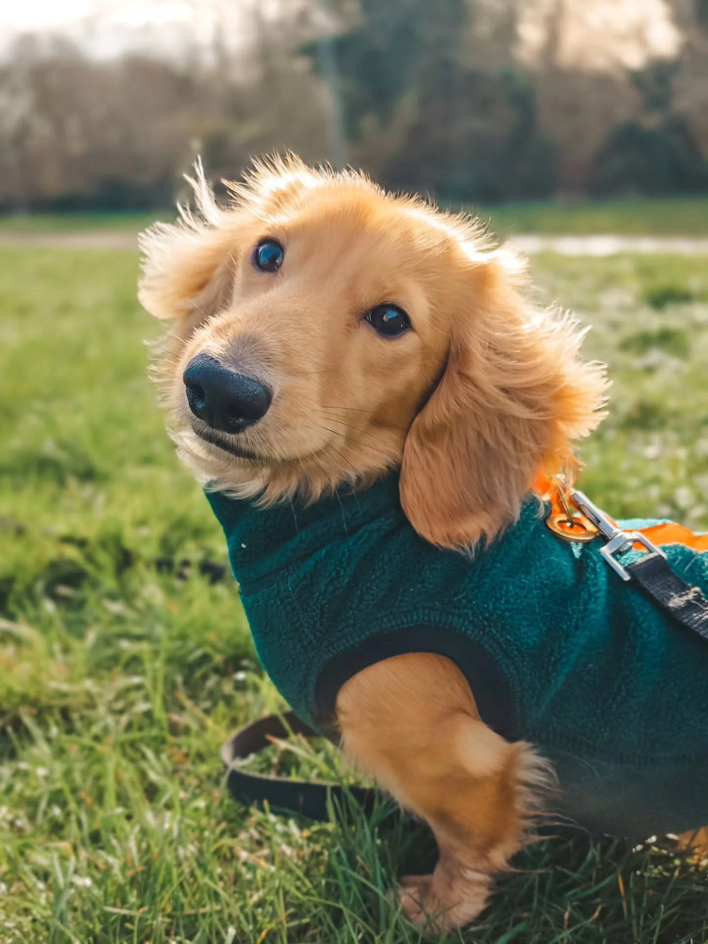 ~ 𝑯𝒆 𝑺𝒐 𝑷𝒓𝒆𝒕𝒕𝒕𝒚𝒚𝒚𝒚𝒚𝒚𝒚 ~

Beautiful Milo 😍

From reacting to most dogs to now having a whole bunch of friends and, ahem, even more girlfriends (the little flirt), we can safely say that his dog training is going well 💪

He's quite t