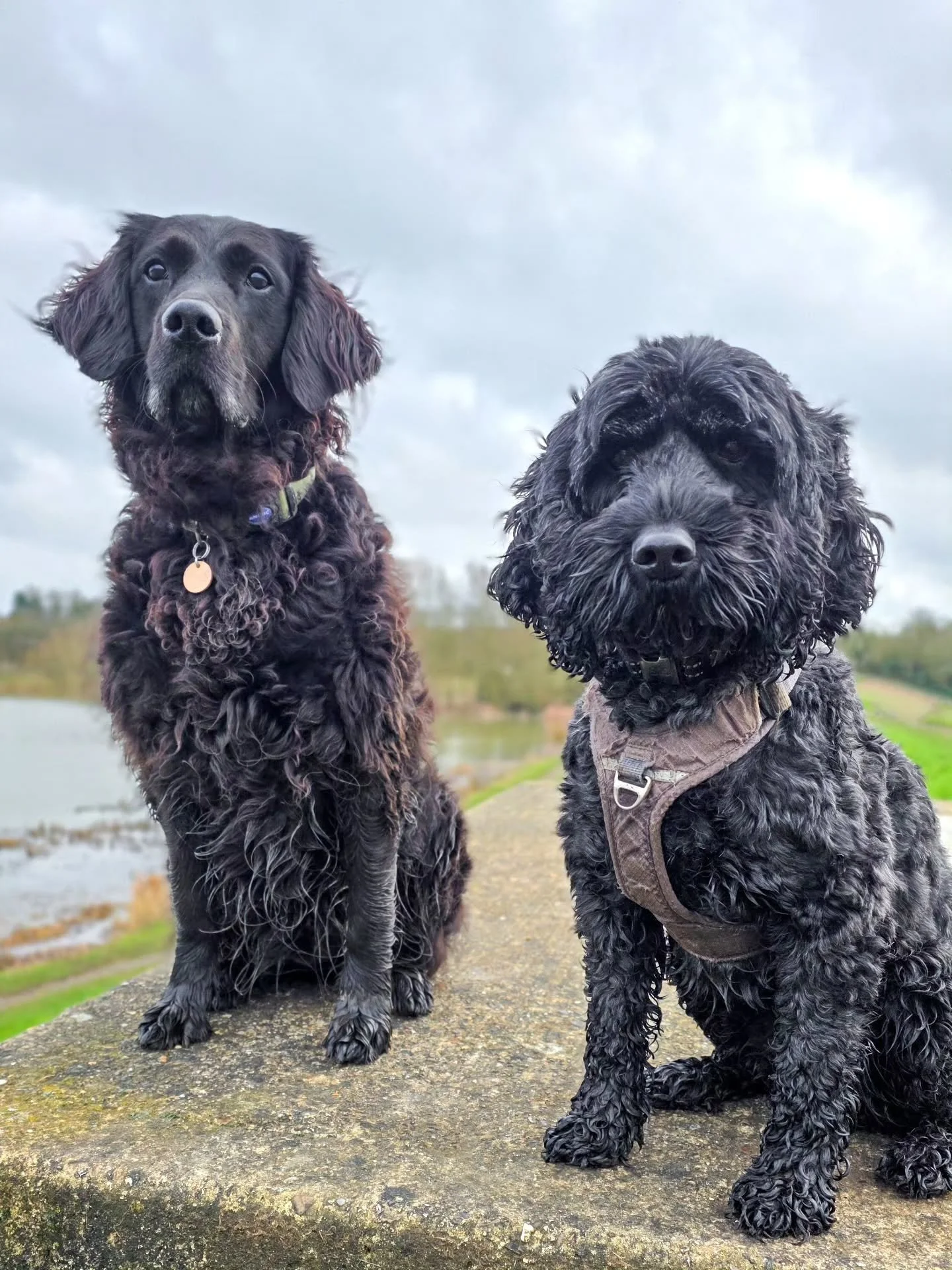 ~ 𝑻𝒓𝒂𝒊𝒏, 𝑴𝒖𝒅, 𝑹𝒊𝒏𝒔𝒆, 𝑹𝒆𝒑𝒆𝒂𝒕 ~

Whilst I'm not a fan of the heat, I wouldn't mind me or the dogs coming back from a walk or from training clean for once 🤦&zwj;♀️ Anyone else a bit over the mud? 😭

Saying that, I'd take this over i