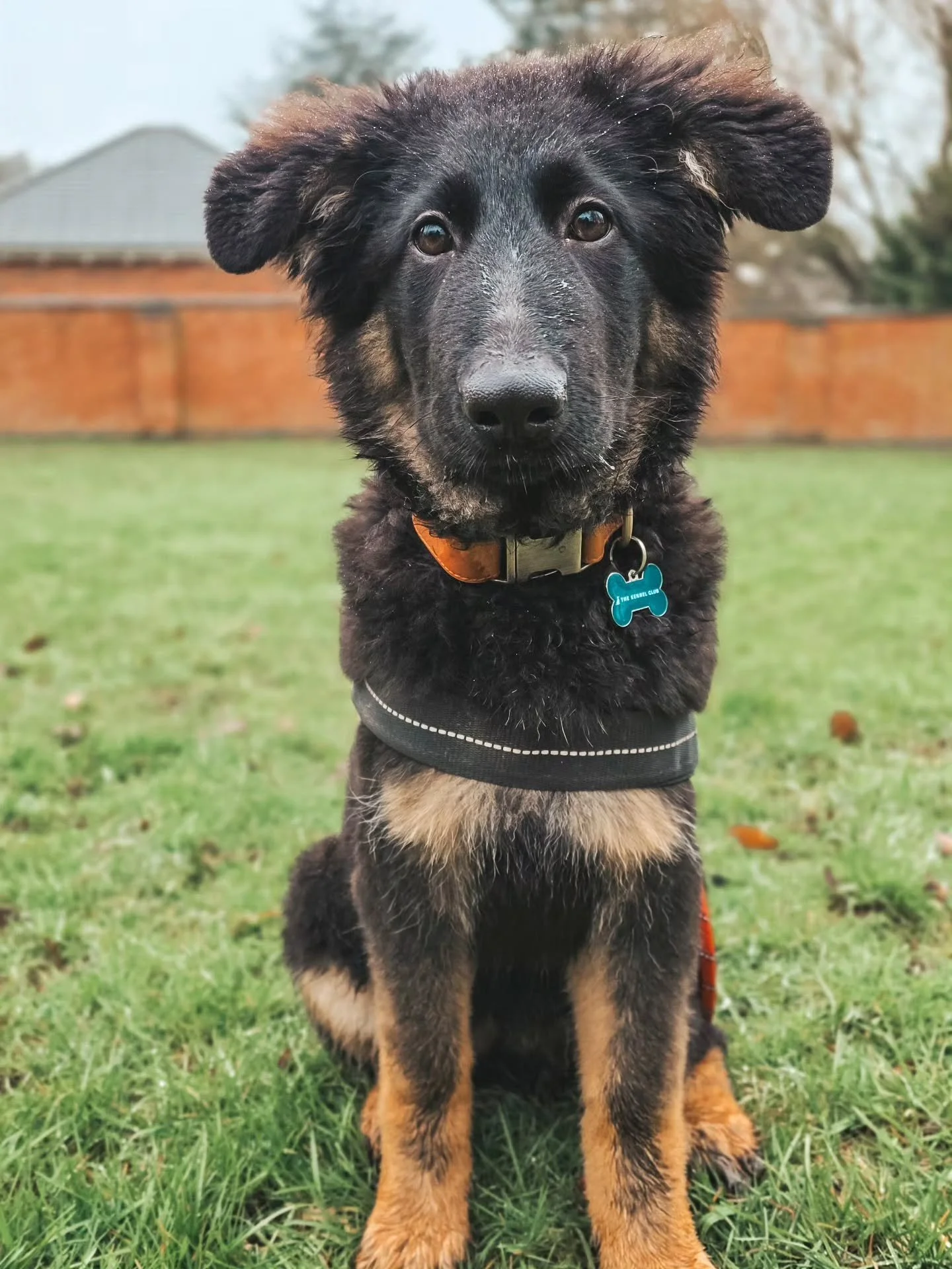 ~ 𝑮𝒓𝒐𝒘𝒊𝒏𝒈 𝑼𝒑 ~

She takes work seriously does our Indy. She's a complete goofball otherwise and an absolute clutz, but when you need her to knuckle down, knuckle down she does 💪

Her puppy training is going beautifully. We worked around lot