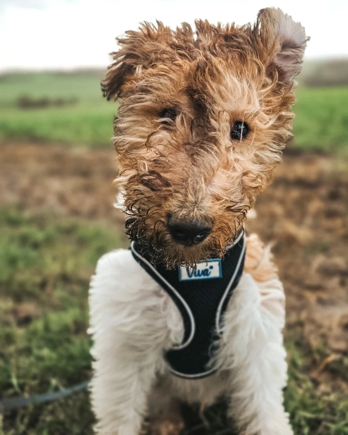 ~ 𝑾𝒉𝒐'𝒔 𝑳𝒐𝒐𝒌𝒊𝒏𝒈 𝑨𝒕 𝒀𝒐𝒖 𝑲𝒊𝒅𝒅𝒐 ~

We had the windiest day for puppy training with Jeeves. It was hard to get a pic with the wind blowing his hair in his face 🤣 He's such a handsome boy 😍

Strong winds can often send dogs into ove