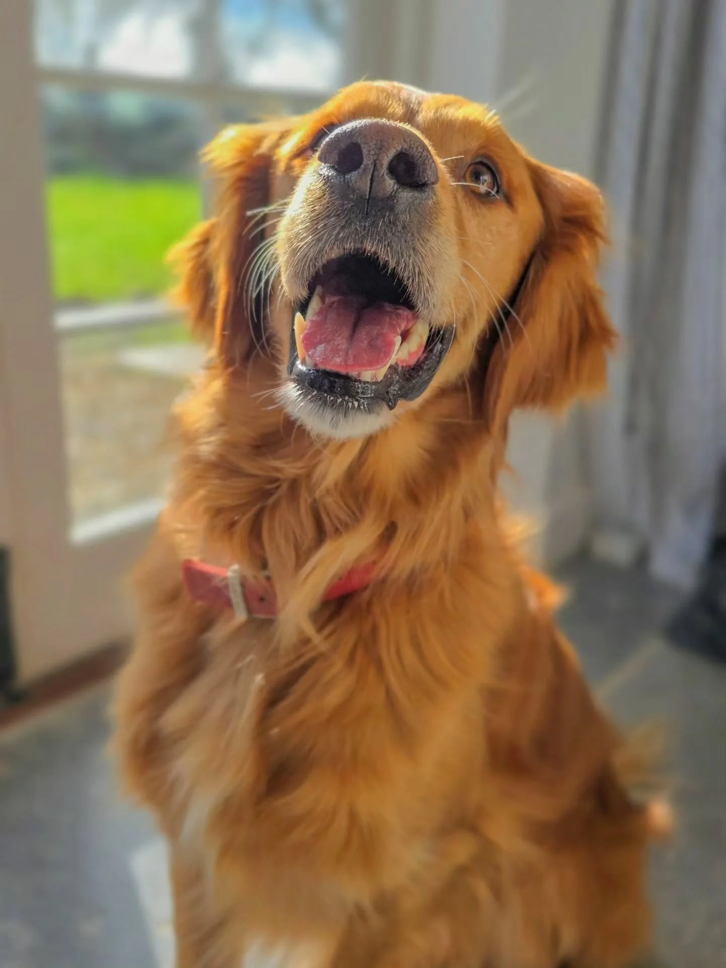 ~ 𝑾𝒉𝒚 𝑯𝒆𝒍𝒍𝒐 𝑯𝒂𝒏𝒅𝒔𝒐𝒎𝒆 ~

This smiley face belongs to Gus. 

Gus has acquired a new sister. 

Gus' sister is a kitten called Fig. 

Fig isn't the least bit bothered about Gus.

Gus is entirely bothered about Fig. 

I'm here to integrate