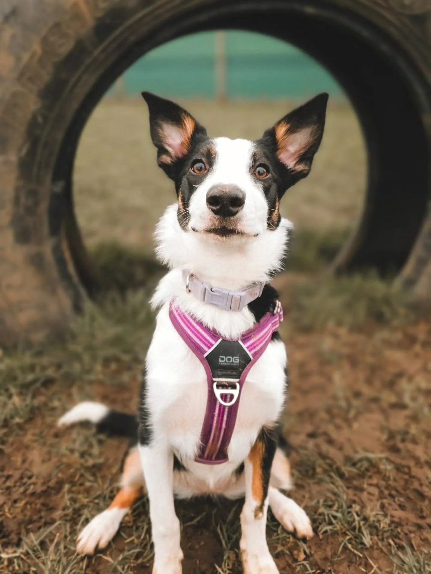 ~ 𝑰𝒏𝒔𝒕𝒊𝒏𝒄𝒕 ~

There's no doubting that Lexi is a collie through and through. She wants to stop things moving, control that movement and, generally, be 'in the way'. She instinctively wants to stalk, flank and block. These are all highly innat