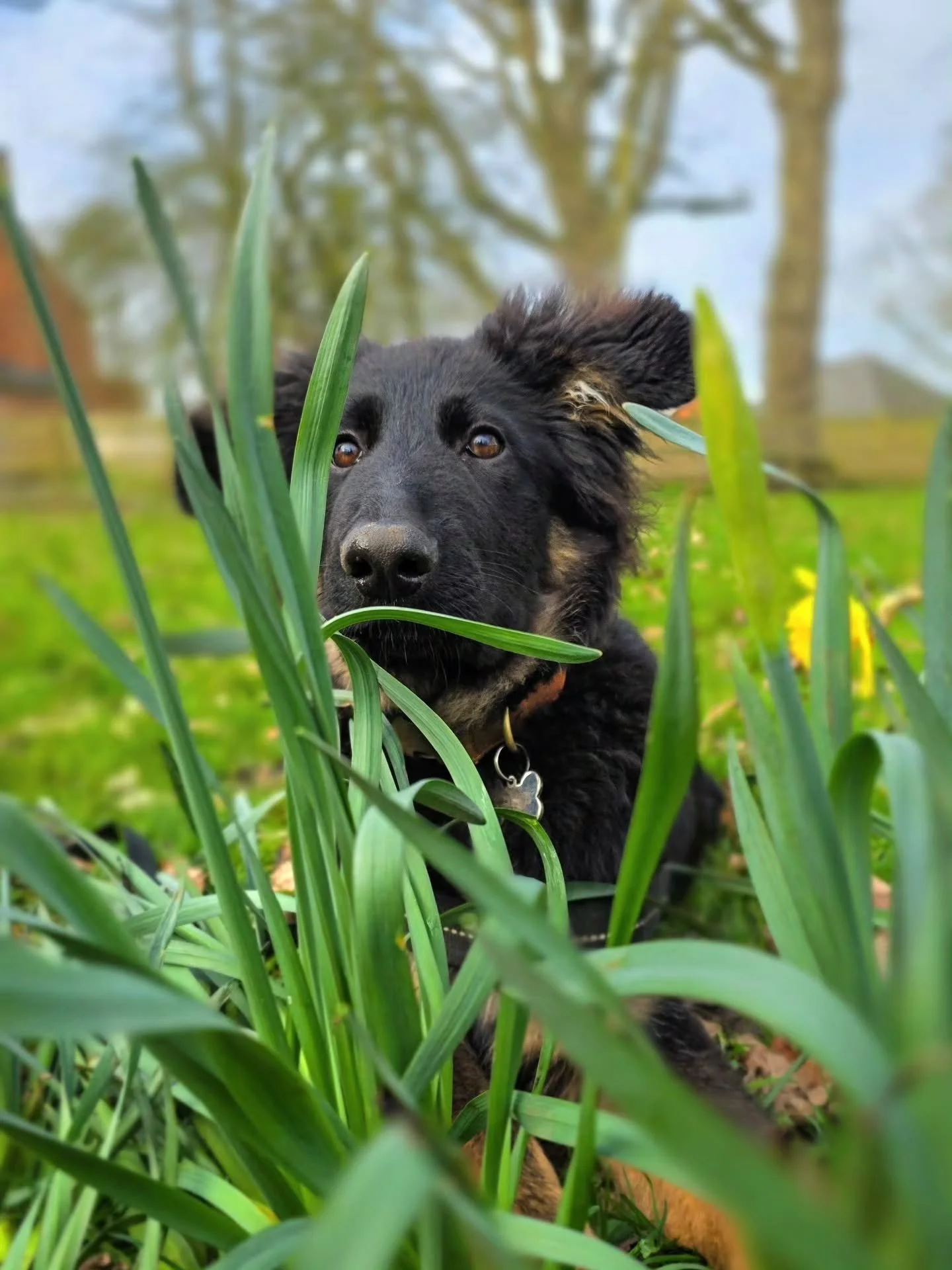 ~ 𝑾𝒉𝒐'𝒔 𝒂 𝑮𝒐𝒐𝒅 𝑮𝒊𝒓𝒍? ~

There's good girls and then there's really, really good girls, just like Indy is turning out to be. 

She's taken her puppy training and smashed the lot. We had her working around dogs, people, pushchairs, traffic