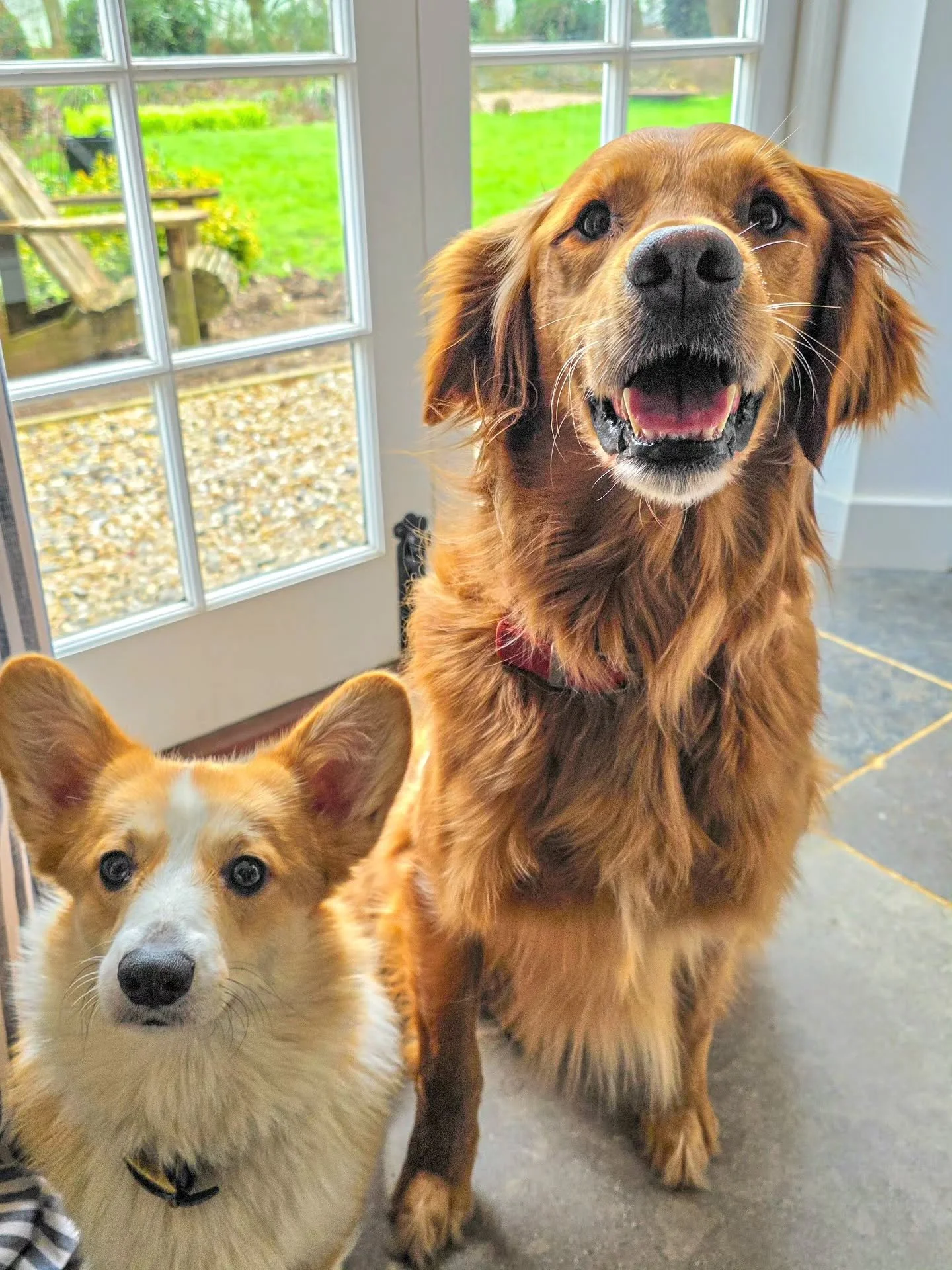 ~ 𝑨 𝑽𝒆𝒓𝒚 𝑮𝒐𝒐𝒅 𝑩𝒐𝒚 ~

Look at smiley Gus with his little sister, Pickle 😍 The sweetest dogs. They own two pigs, Maggie and Doug and a kitten called Fig. 

Integrating Gus and Fig is why I'm here and the progress since last week is brillia