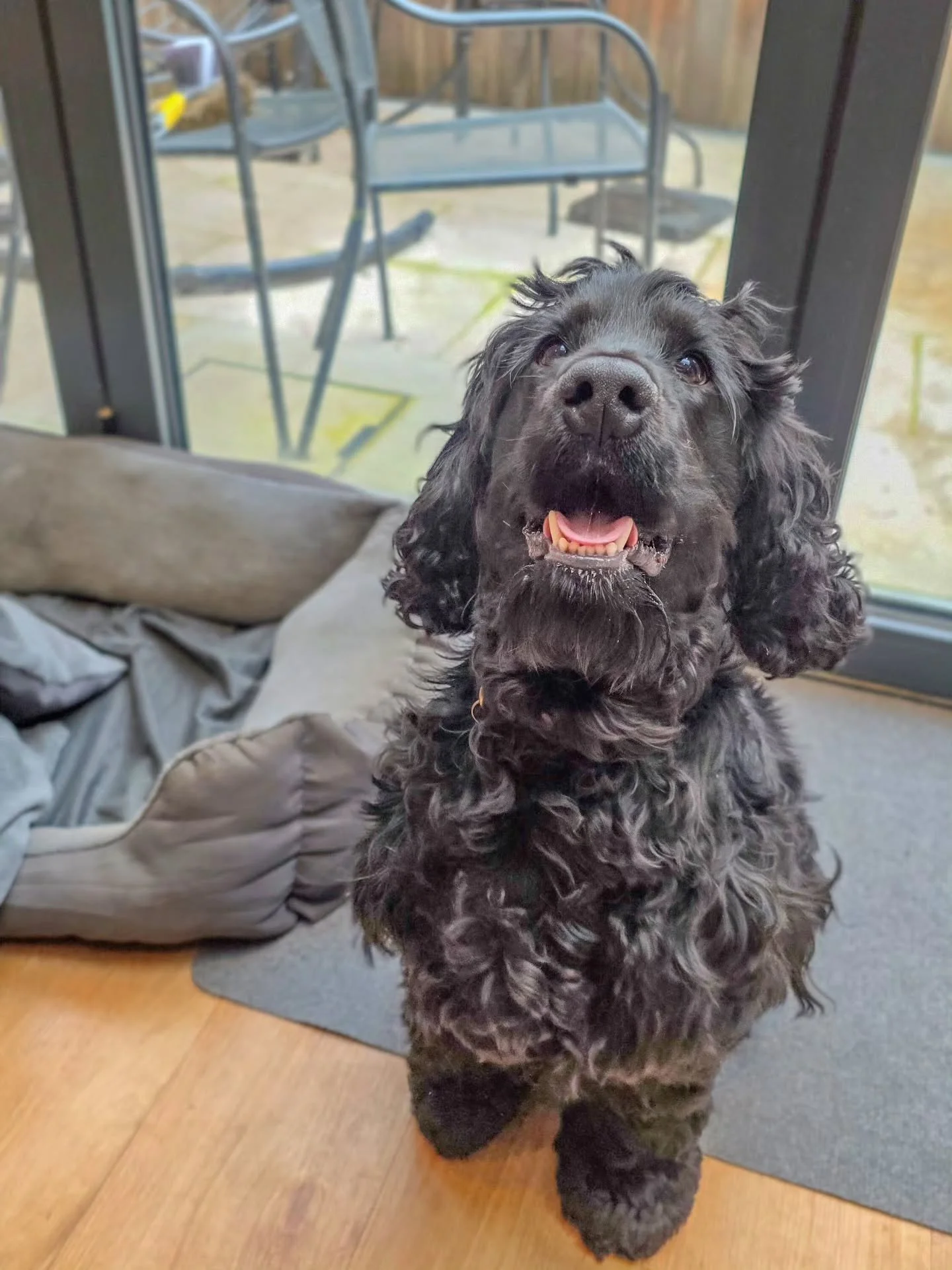 ~ 𝑩𝒖𝒔𝒚 𝑩𝒐𝒚𝒔 ~

Meet Loki! 😍

We've had a one-off session to meet, greet and troubleshoot a couple of key areas in relation to his excitability today. He's the happiest most social boy, but just needs help with an off switch 🤣 He's coming ba