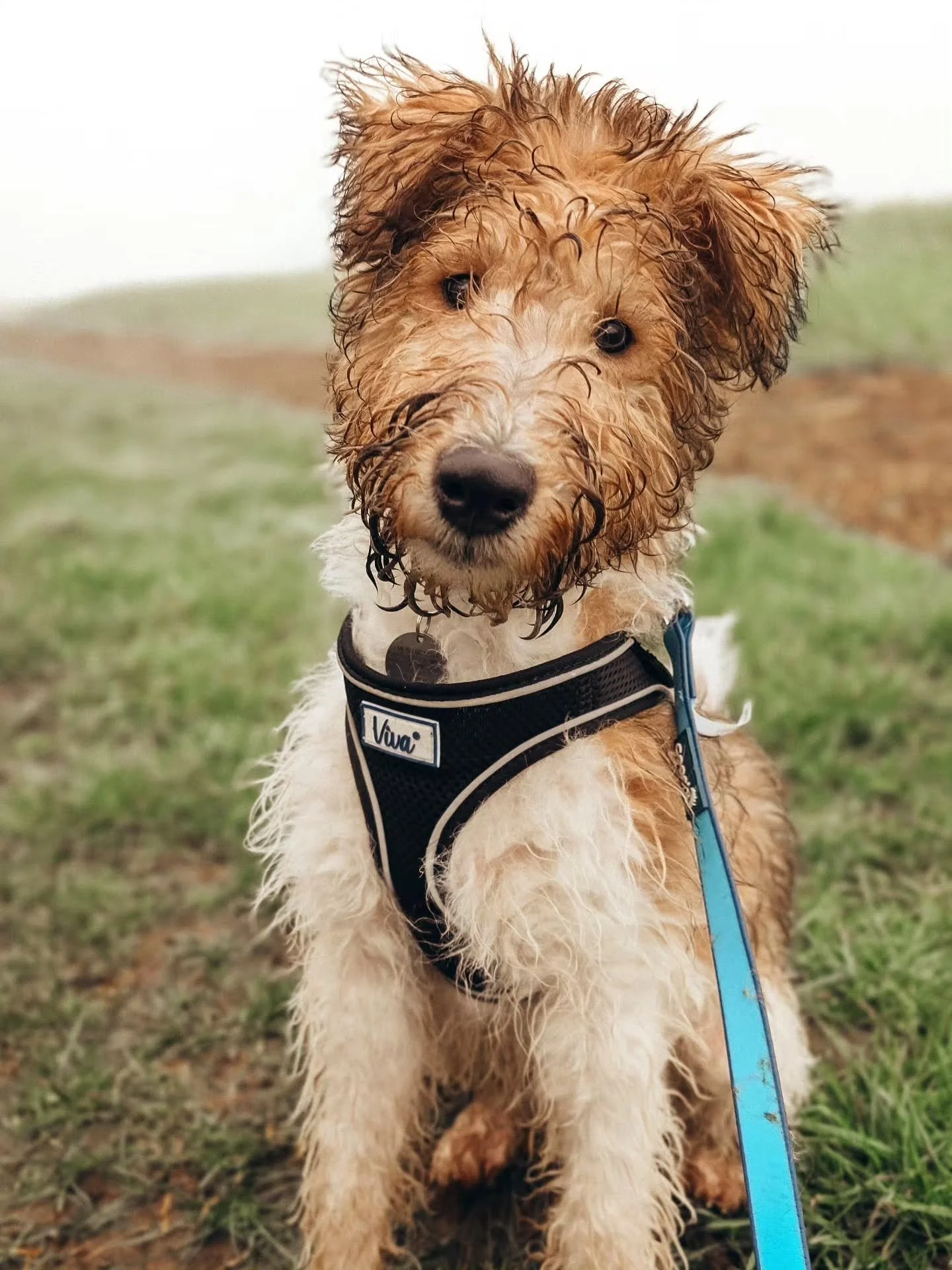 ~ 𝑴𝒚𝒔𝒕𝒊𝒄𝒂𝒍 𝑫𝒂𝒚𝒔 ~

It was quite magical training in the misty fog with Jeeves today. 

There's nothing foggy about his brain mind you. He was on top form for his puppy training graduation and is growing up to be the nicest boy. Social, co