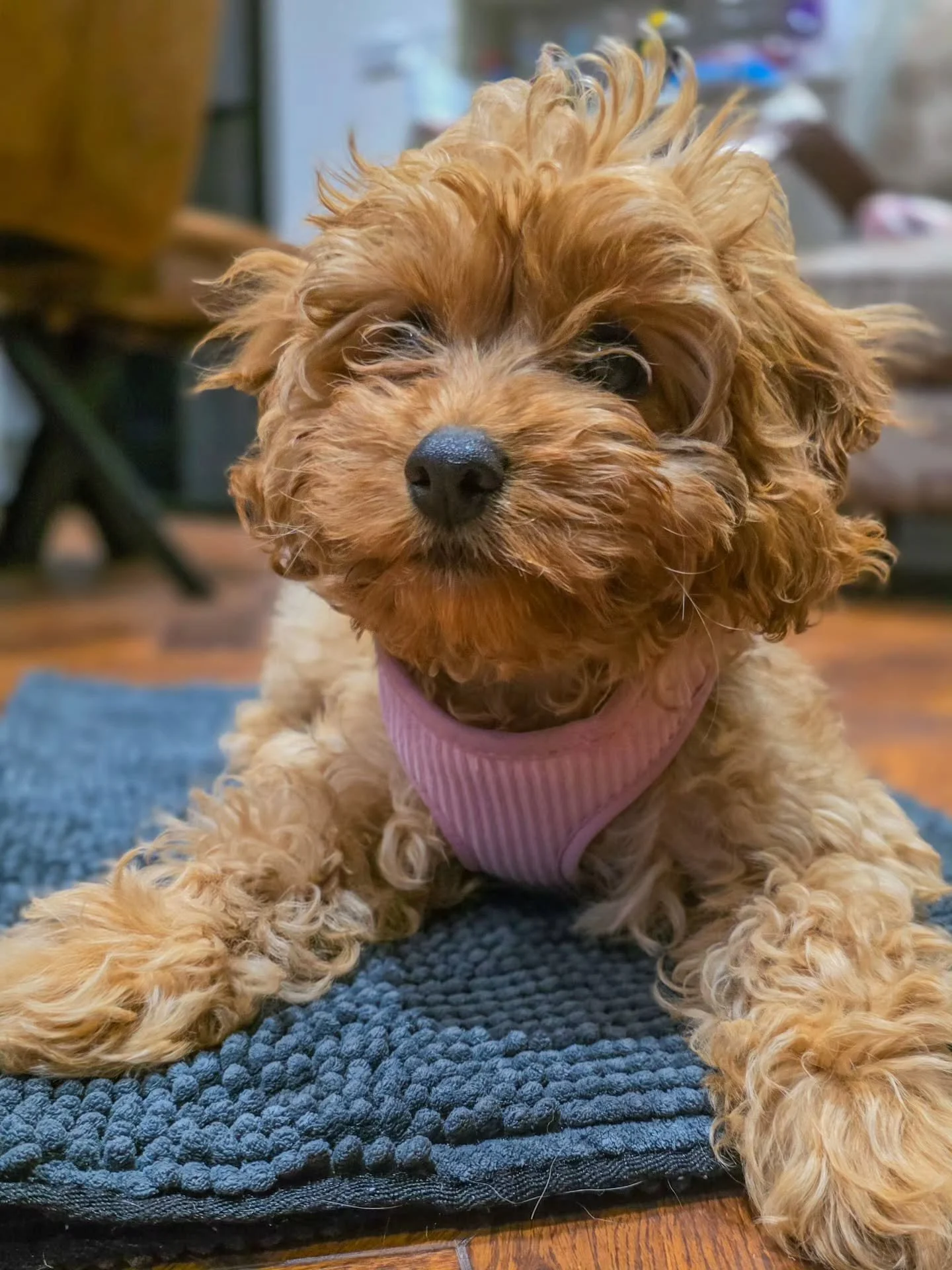 ~ 𝑩𝒆𝒅 𝑯𝒆𝒂𝒅 ~

Well this little poppet (and her wild hair) is doing beautifully. I know I say I'm proud of my clients all the time, but I really do mean it. When you see the dogs learning great things and relationships developing so beautifully