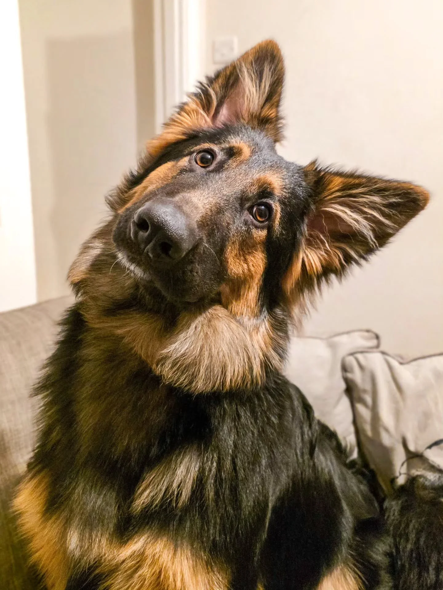 ~ 𝑰𝒇 𝑪𝒂𝒓𝒍𝒔𝒃𝒆𝒓𝒈 𝑫𝒊𝒅 𝑯𝒆𝒂𝒅 𝑻𝒊𝒍𝒕𝒔 ~

Meet Benji! 😍 Head tilt pro 👌

Six months old going on eight weeks mentally and one year physically 🤣 He's an absolutely gorgeous boy, just needs those essential dog training skills in that g