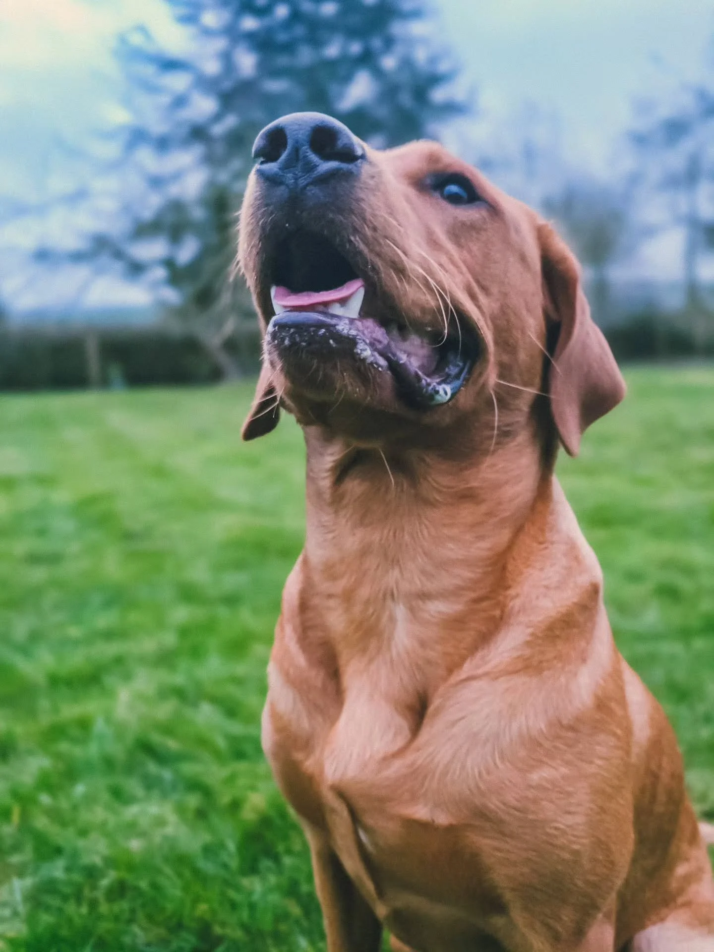 ~ 𝑻𝒊𝒎𝒆 𝑭𝒍𝒊𝒆𝒔 ~

Where did that 8 week old puppy go? 🥹 Milo is growing up so quickly in every way possible 😍

We started teaching him how to properly search for scent today, like the pros do. I've not seen a dog take to it so naturally and 