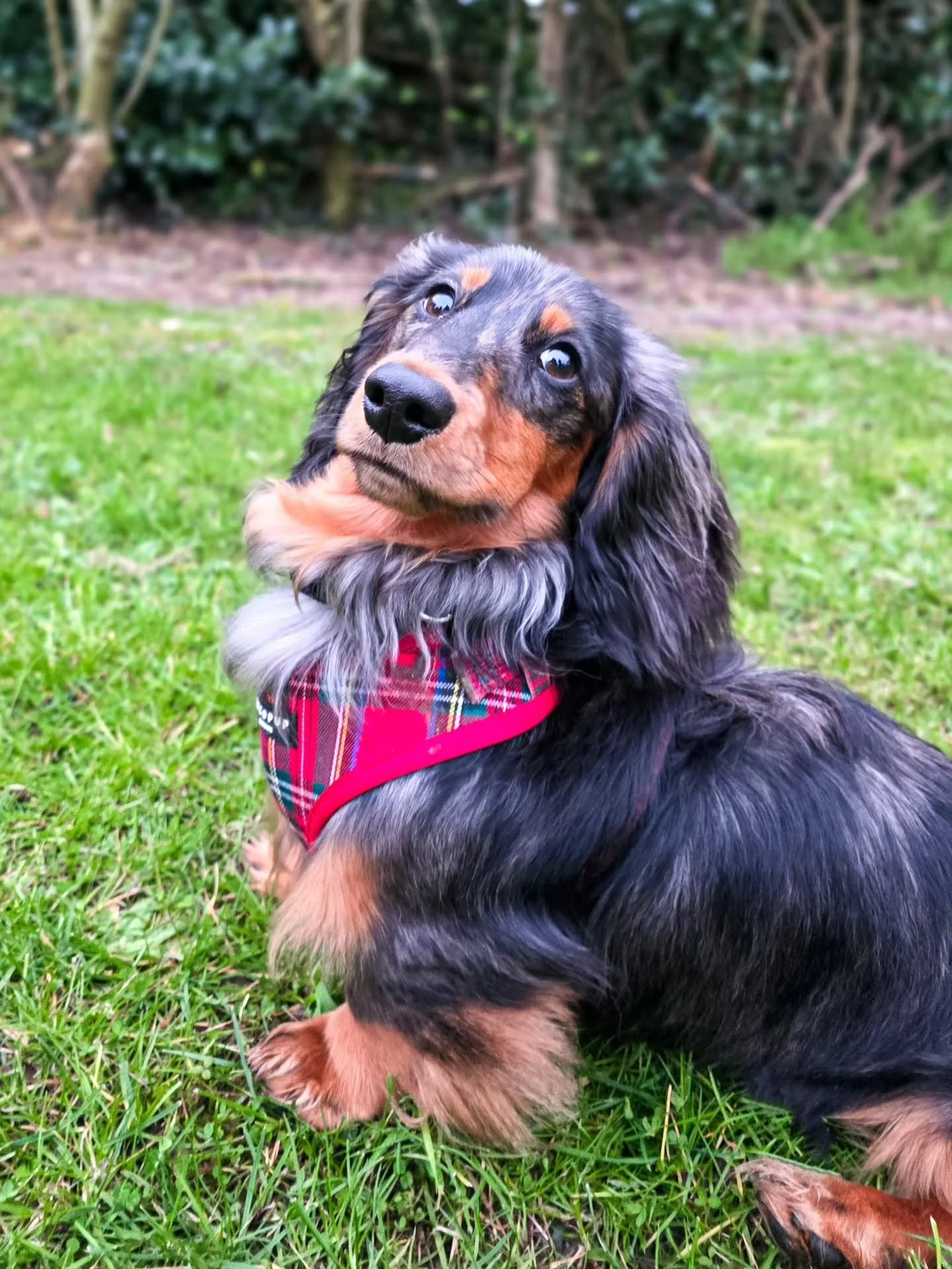 ~ 𝑮𝒐𝒐𝒅 𝑩𝒐𝒚 ~

I'm in that lovely position where I've trained with Watson since he was a baby and now I get to watch all that training coming to life as we work through advanced steps. He is just such a good boy 🥰

He is also particularly incr