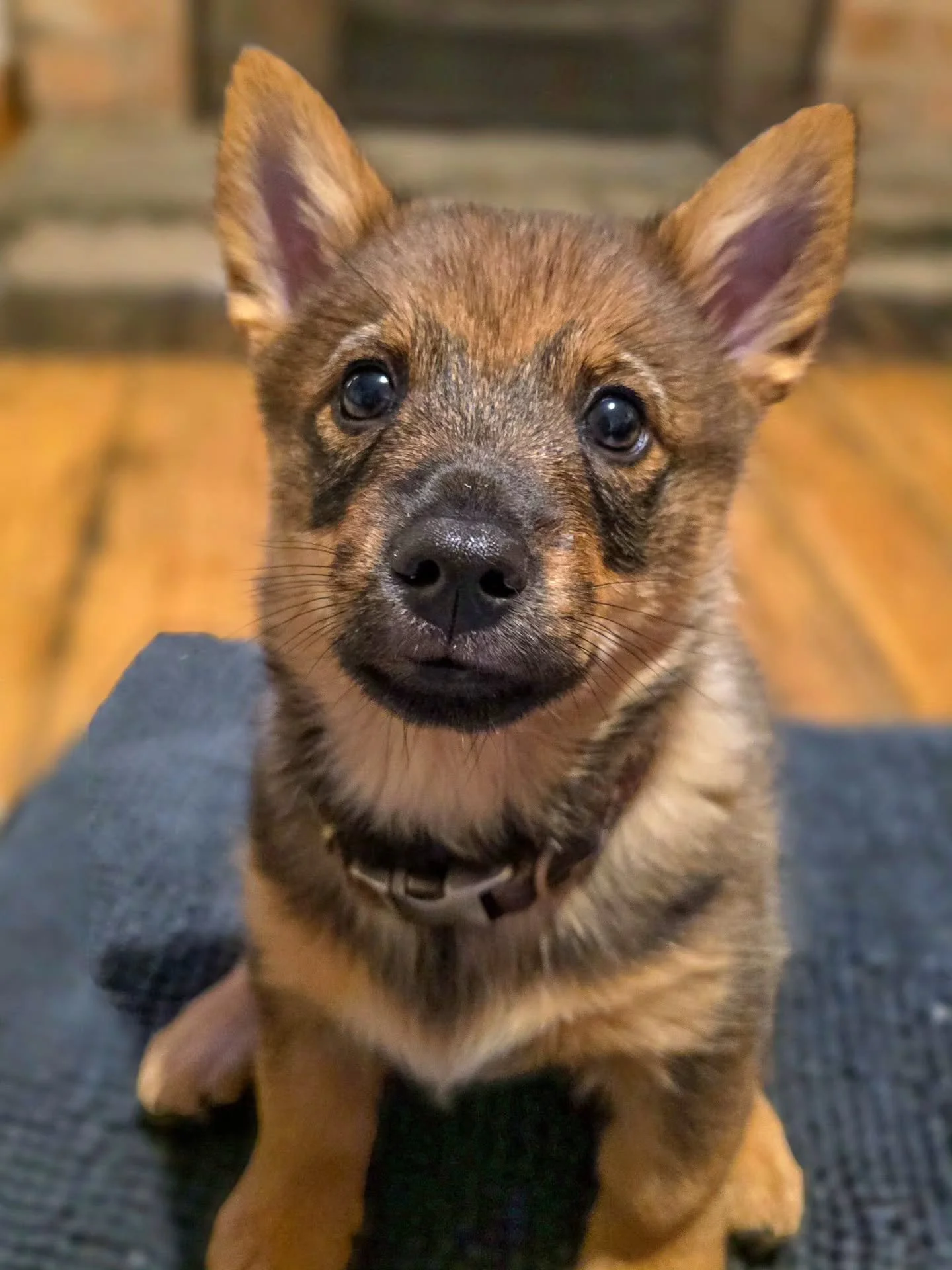 ~ 𝑽𝒊𝒌𝒊𝒏𝒈 ~

Meet Steve! 😍 Can anyone guess his breed? 🤔 

What a little potato! Here for all of his puppy training foundations. He's settling into his family life beautifully and he is the new brother of Bruce who I trained before 🥰 

Steve 
