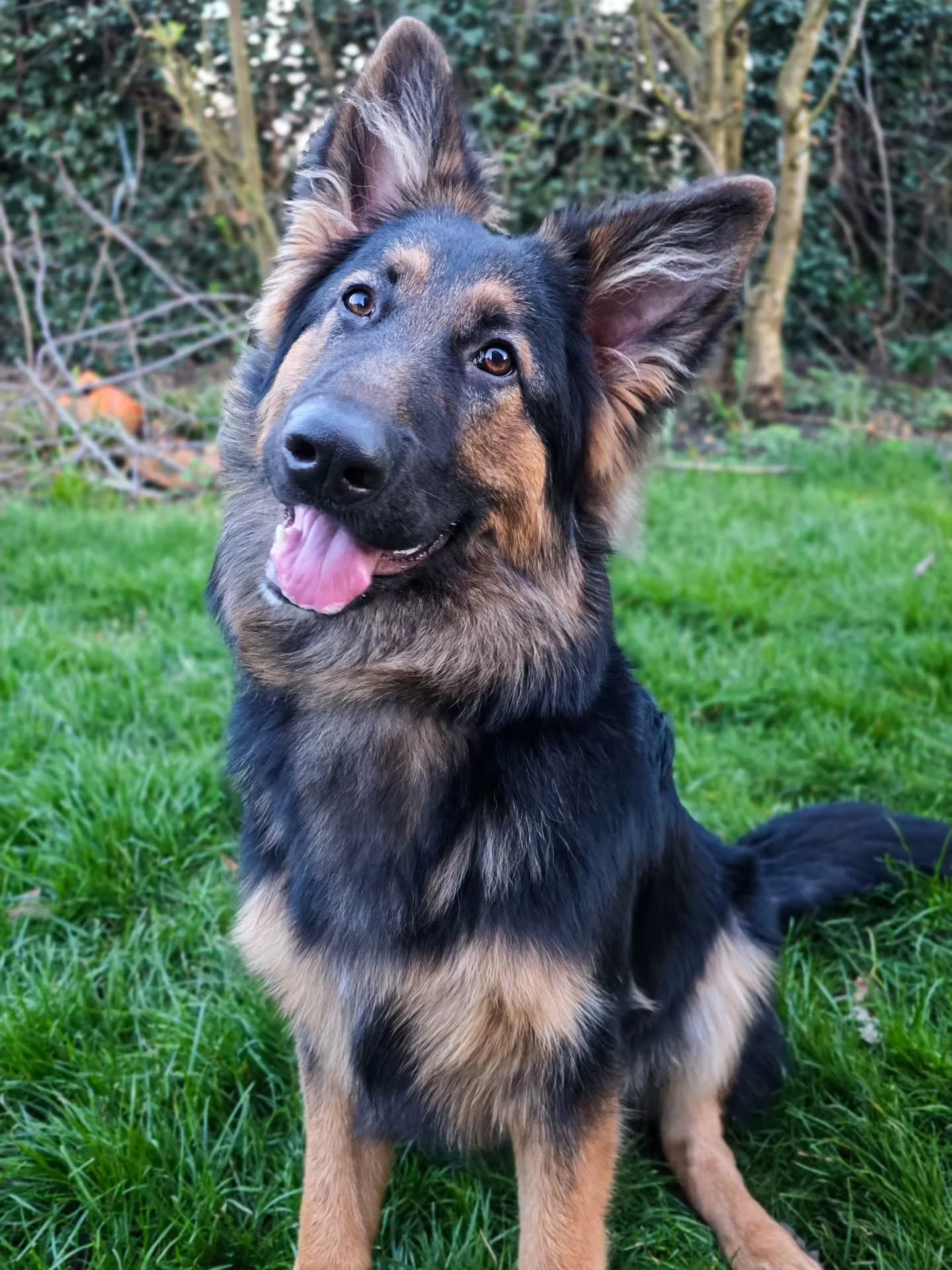 ~ 𝑬𝒂𝒓𝒔 ~

One day, he might grow into those ears 😍

Handsome boy Benji 🥰 It's funny, people always assume German Shepherds are these roughty toughty dogs. They look it after all. No doubt, whilst some definitely are, deep down, a lot of them ar