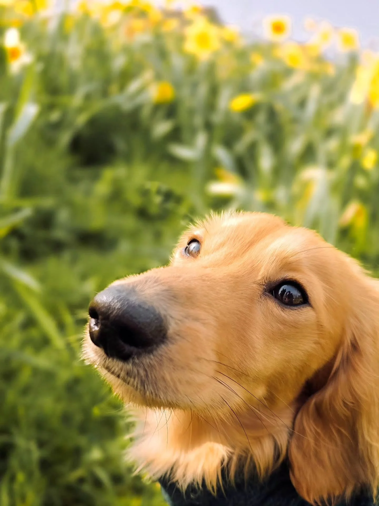 ~ 𝑪𝒉𝒆𝒆𝒌𝒚 𝑲𝒊𝒔𝒔𝒆𝒔 ~

Swipe to see the cheeky little goodbye kisses Milo snuck in at the end today 🥹

All graduated from his intermediate dog training package. So much calmer around dogs generally now and his brain is so much bigger with al