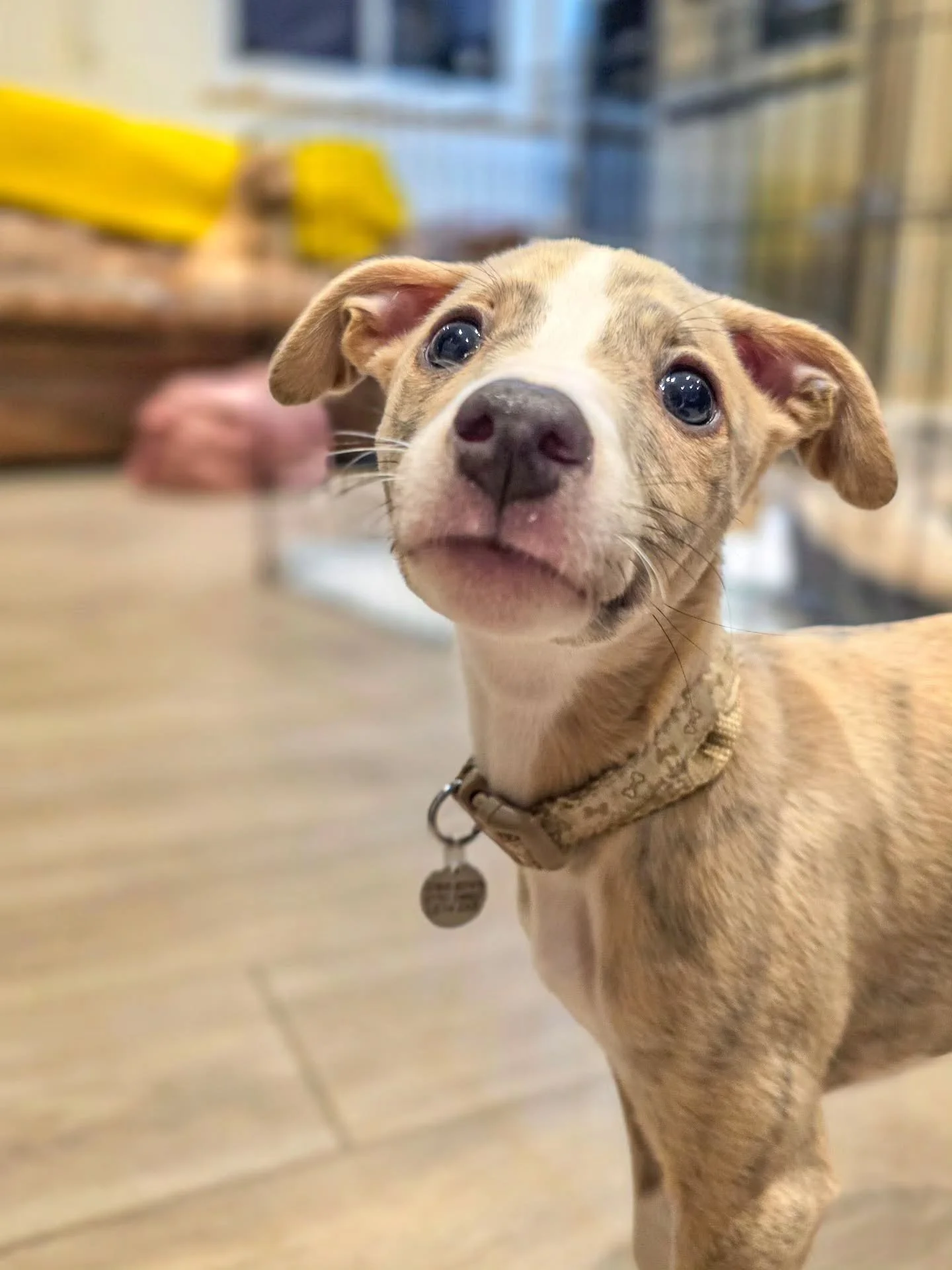 ~ 𝑯𝒆𝒍𝒍𝒐 𝑪𝒖𝒕𝒊𝒆 ~

This little handsome is Louis and he's here to learn all things puppy training 😍 He's a bit adorable isn't he? 

Settling in beautifully so far 💪 Everything covered from socialisation, toilet training and sleeping through