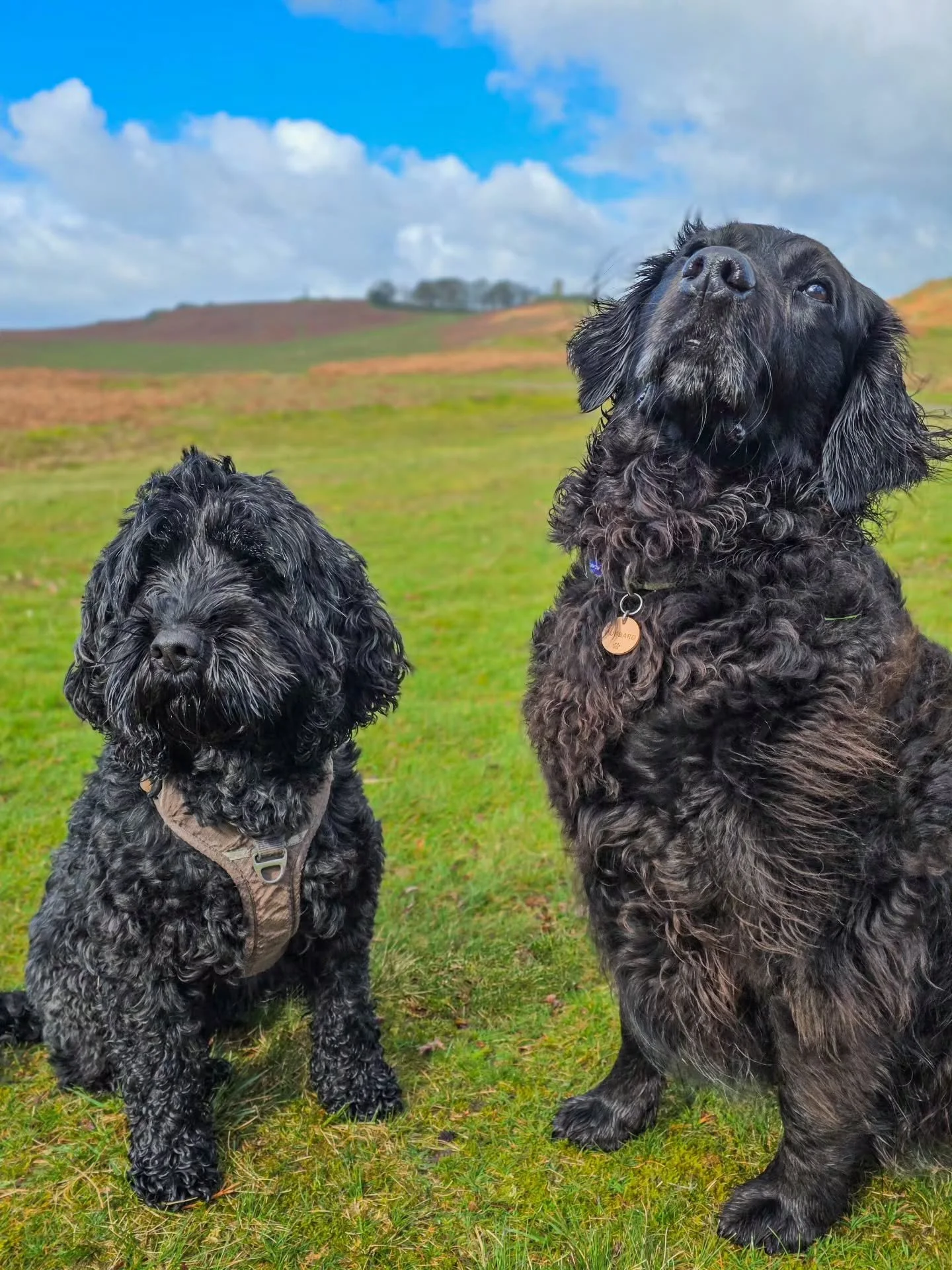 ~ 𝑻𝒓𝒂𝒊𝒏𝒊𝒏𝒈 𝑫𝒂𝒕𝒆 ~

Blimey, I think we had every weather going today. Sun, rain, snow, hail, wind. What on earth? 🤦&zwj;♀️

Never phases Mia though which is good as we decided to do skills tests with her today in an environment that is al