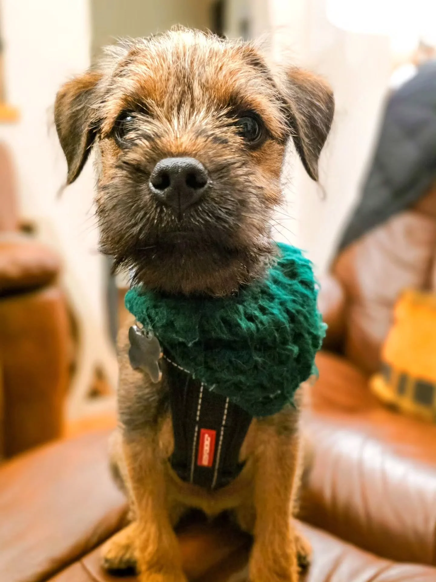 ~ 𝑪𝒉𝒆𝒆𝒌𝒚 𝑩𝒐𝒚𝒔 ~

I have a major soft spot for terriers. Especially borders. I don't know why exactly, they just make me laugh. Not the easiest dogs by any stretch of the imagination. At all. But FULL of cheek and personality. I love a cheek