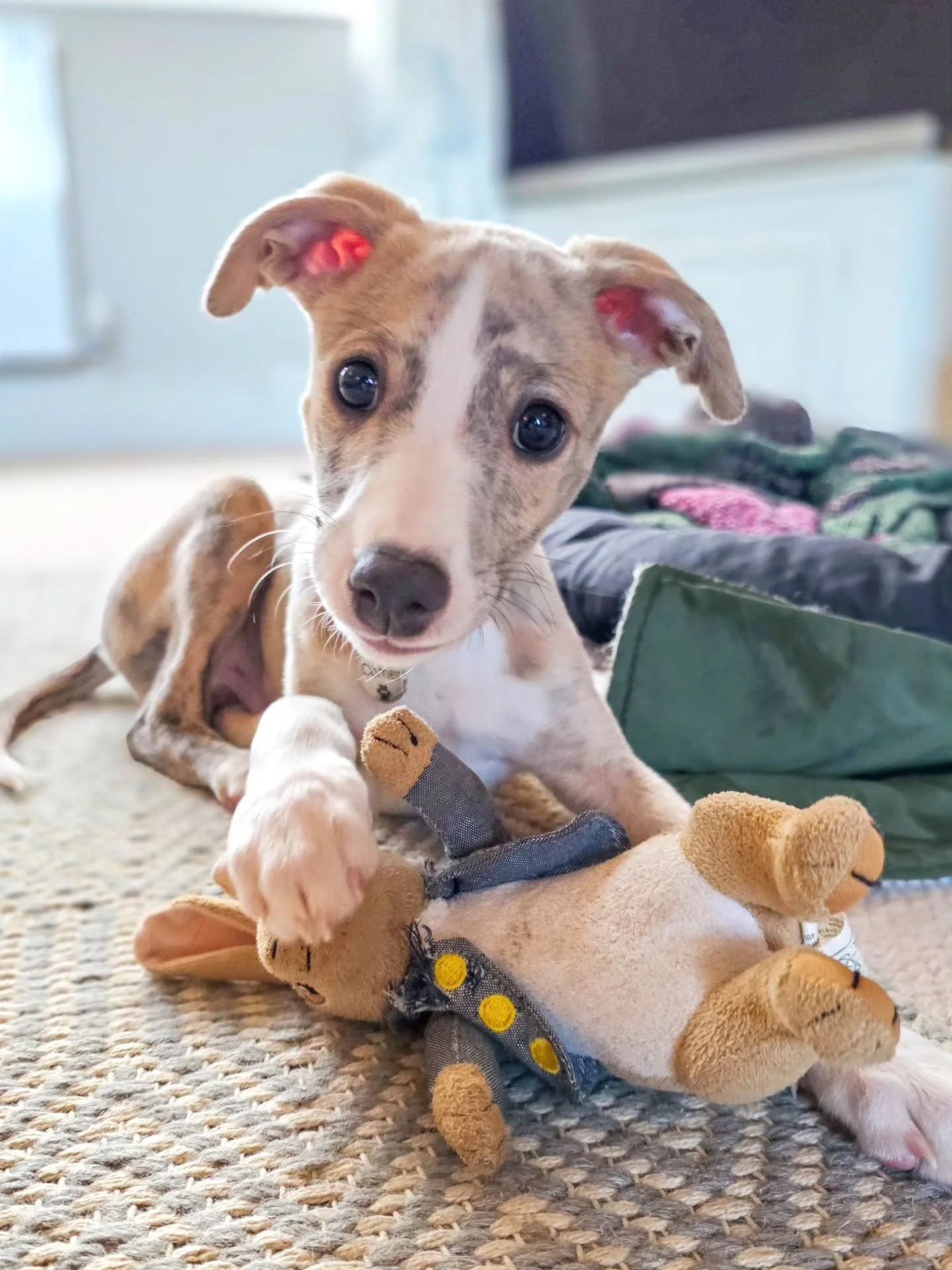 ~ 𝑳𝒆𝒈𝒈𝒚 𝑳𝒐𝒖𝒊𝒔 ~

Those legs have doubled in size in just one week 😍 He can't coordinate them properly yet however 🤣 

We ramped up our socialisation plan for little Louis last week and it's going beautifully. Puppy training basics are goi