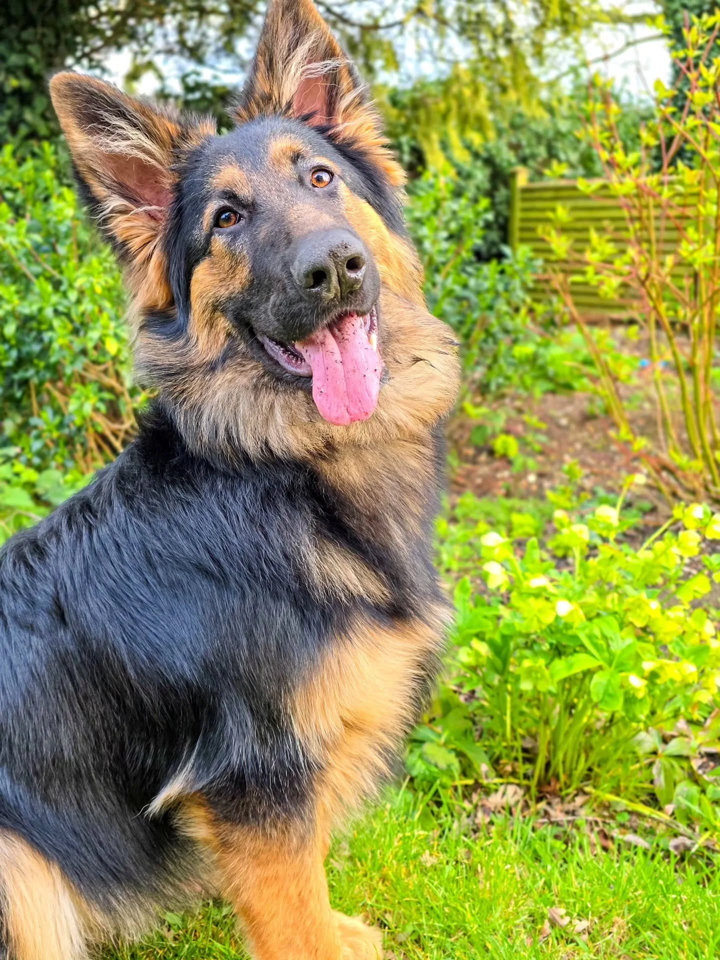 ~ 𝑫𝒂𝒏𝒄𝒊𝒏𝒈 ~

Benji's finding his rhythm with training now. Just like a dance. You learn the basic steps first, then you find the flow. It's beautiful when it starts to feel natural and you see it in action. 

Confidence building coming on nice