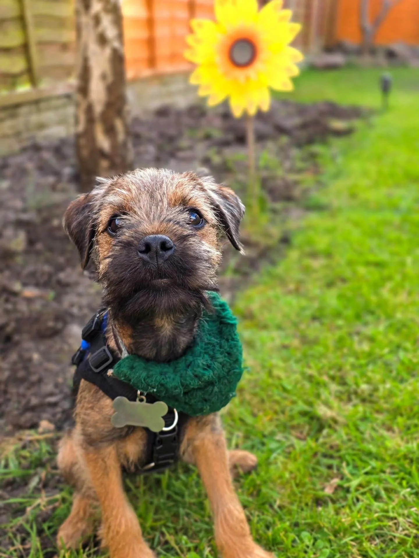 ~ 𝑵𝒐 𝑨𝒑𝒓𝒊𝒍 𝑭𝒐𝒐𝒍𝒔 𝑯𝒆𝒓𝒆 ~

Just a boy and his sunflower 😍

No April fools when it comes to Bramble's puppy training progress. The boy is on fire! 💪 It's easy to forget he is only 16 weeks old given how fast he learns and how amazing h