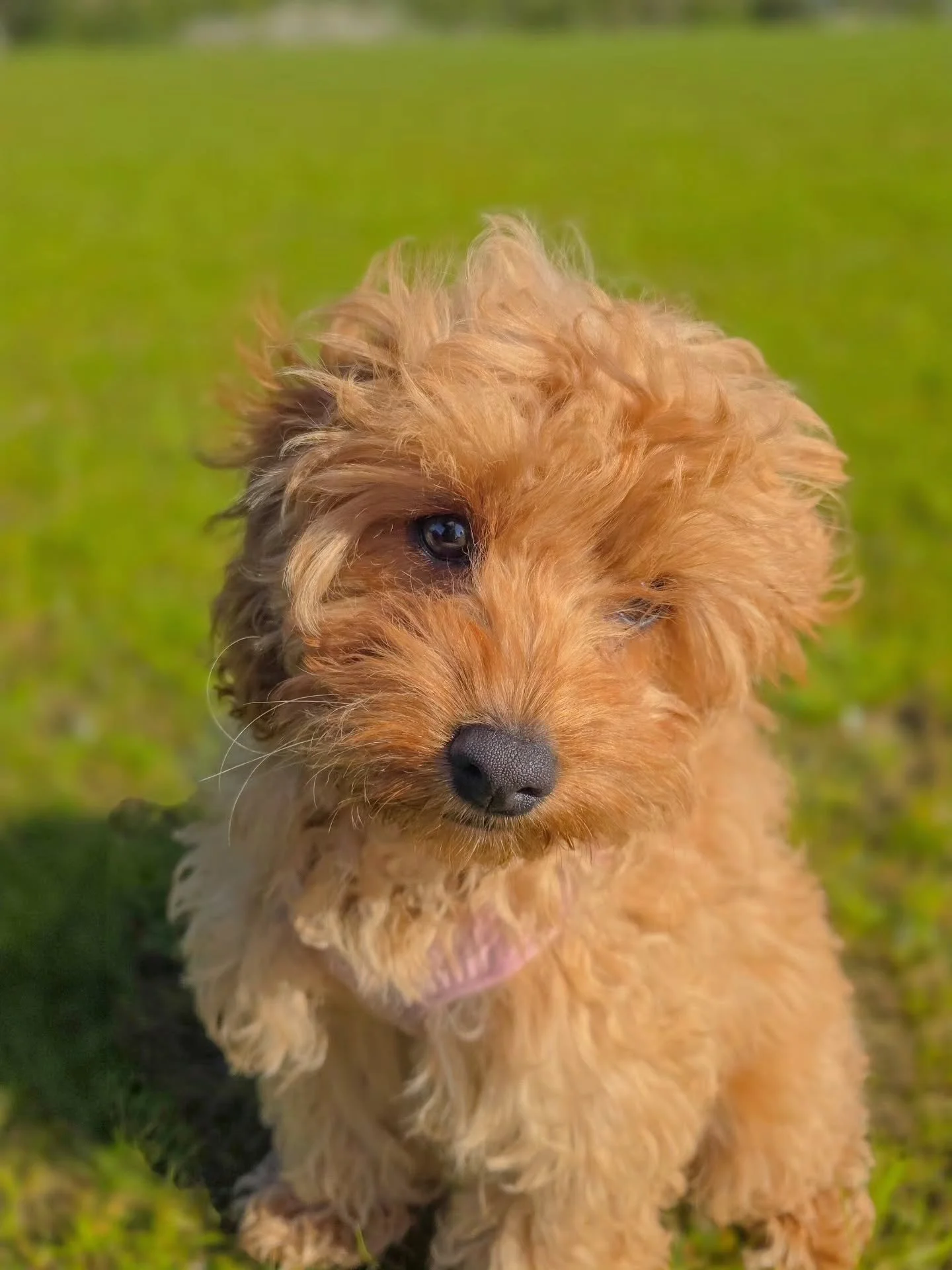 ~ 𝑪𝒂𝒏 𝒀𝒐𝒖 𝑬𝒗𝒆𝒓 𝑩𝒆 𝑻𝒐𝒐 𝑪𝒖𝒕𝒆? ~

Never. Waffles is proof 😍

What a little poppet all round. Now she's allowed out, first time working on the big girl lead in the big girl field and she smashed it. Because we've set her learning up t