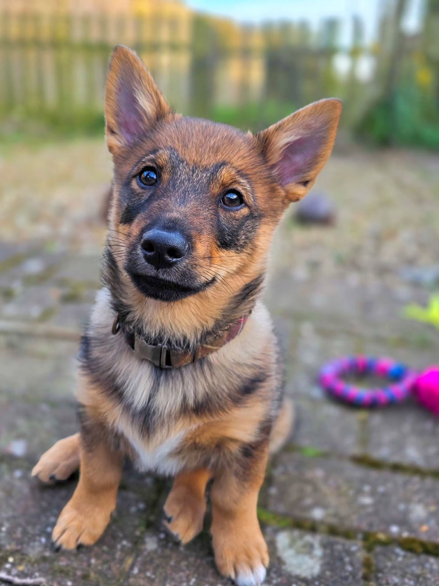 ~ 𝑵𝒐𝒐𝒐, 𝑯𝒆'𝒔 𝑵𝒐𝒕 𝒂 𝑮𝒆𝒓𝒎𝒂𝒏 𝑺𝒉𝒆𝒑𝒉𝒆𝒓𝒅 ~

But everyone thinks he is 🤣 He's not a corgi either. He is definitely a pudding though 😍 

Steve is actually a Swedish Vallhund, although we think the markings on his face make him look