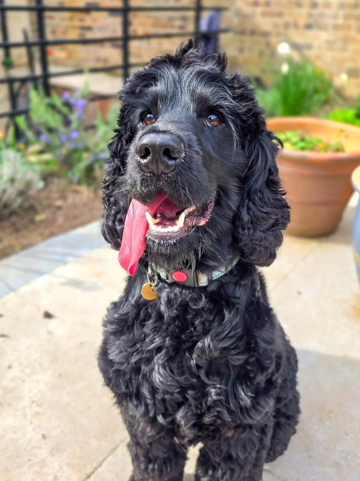 ~ 𝑺𝒖𝒏'𝒔 𝑶𝒖𝒕, 𝑻𝒐𝒏𝒈𝒖𝒆'𝒔 𝑶𝒖𝒕 ~

I had a single session with Loki last month and he's decided he fancies a whole package of training now 🥰 

He might be nearly 2 years old, but we're working everything from the bottom up because he need