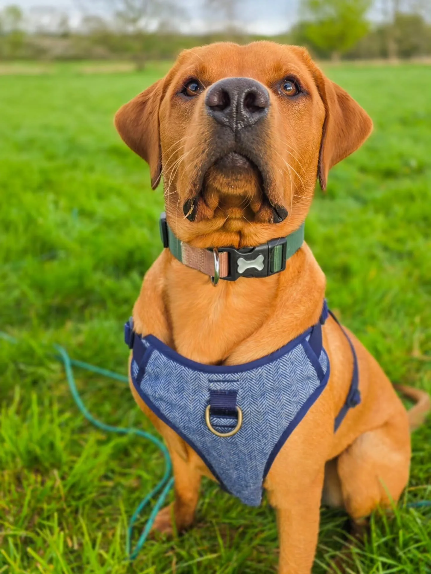 ~ 𝑻𝒆𝒆𝒏𝒂𝒈𝒆 𝑩𝒐𝒚𝒔 ~

It can be all sensation and drama, but when you've already put the puppy training foundations in like team Milo have, those difficult teenage days are few and far between. In fact, most people who own teenage boy dogs wou