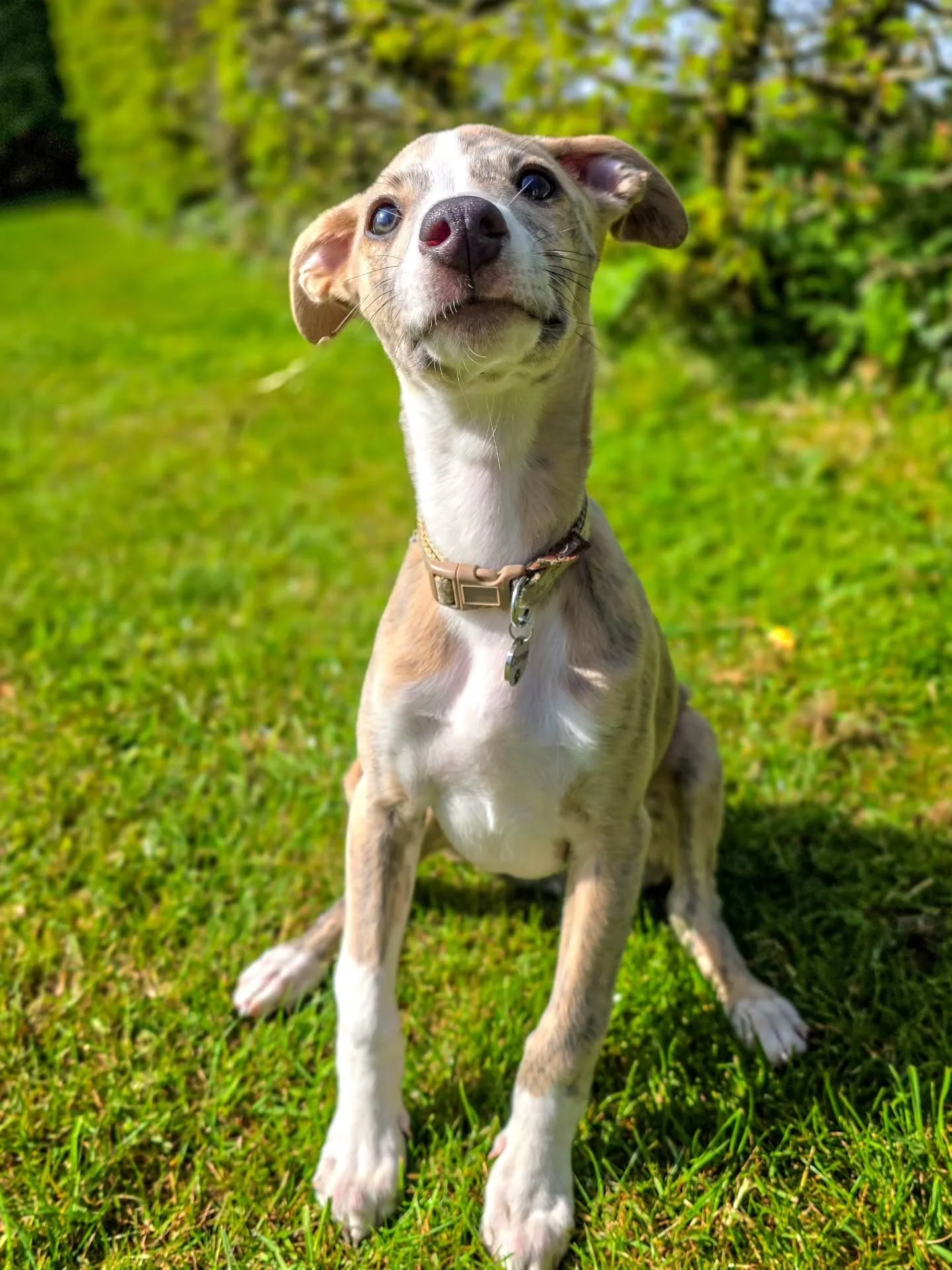 ~ 𝑪𝒖𝒕𝒆𝒏𝒆𝒔𝒔 ~

I couldn't choose just a few pics because, well, look at that little face 😍 Too much!! 

Little Louis is doing so well with his puppy training. He's only been home 3 weeks yet has learnt so much in that time and his confidence 