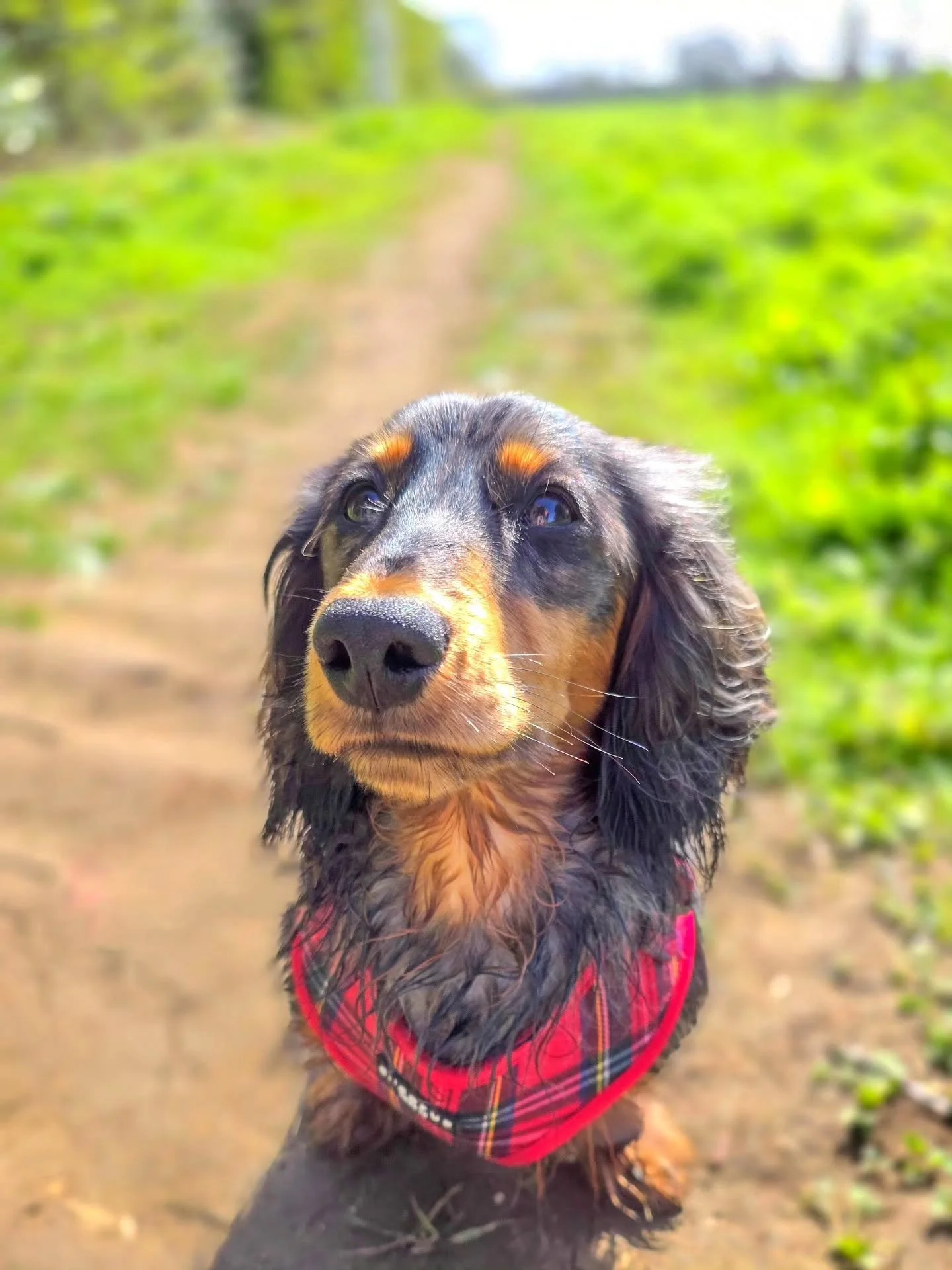 ~ 𝑱𝒖𝒔𝒕 𝑮𝒐𝒆𝒔 𝑻𝒐 𝑺𝒉𝒐𝒘 ~

To think that when we started his puppy training, this little beauty had a number of anxieties about life. To be watching Watson a year on, loving life with those worries now gone is just a joy. The right kind of 