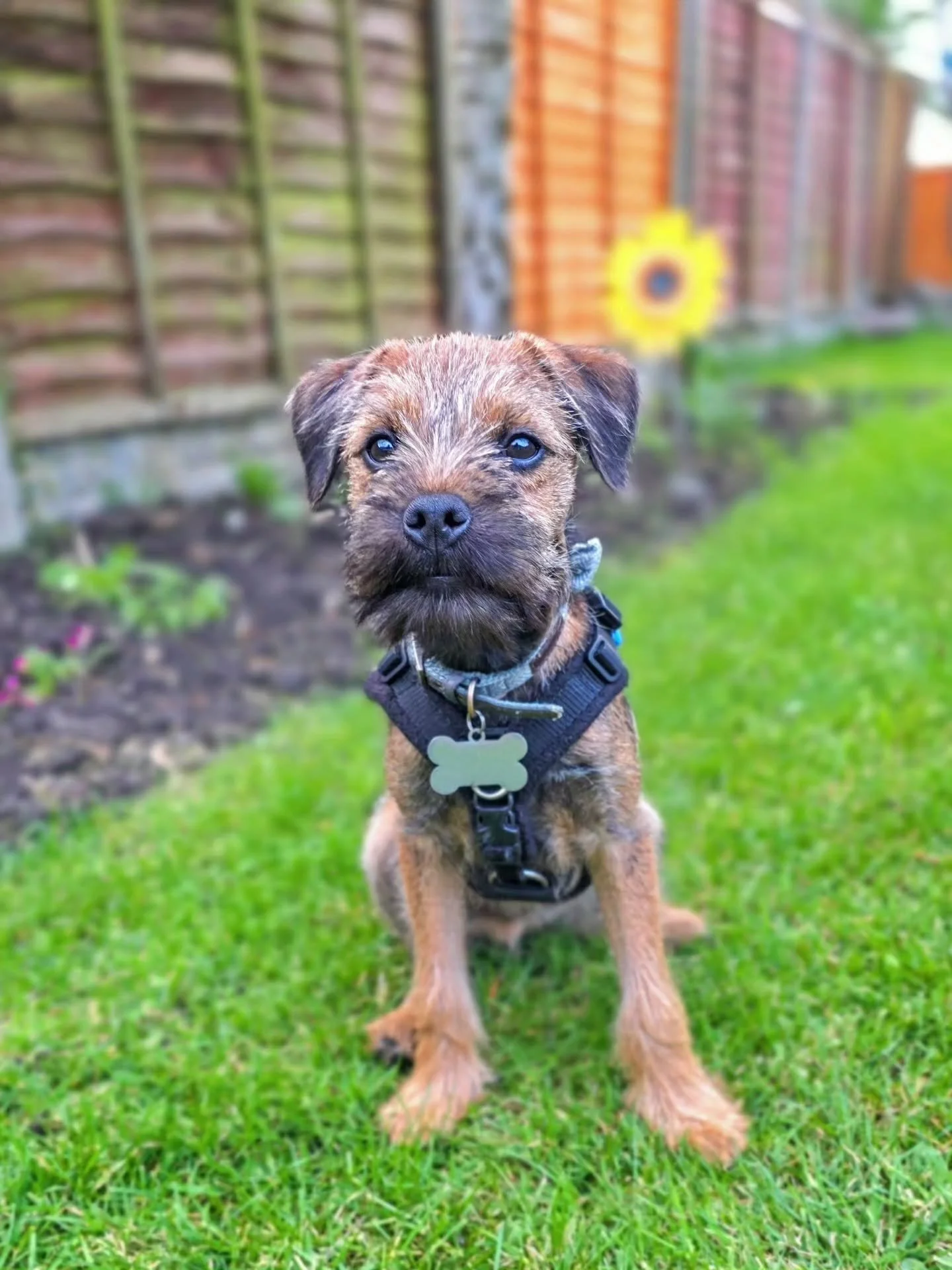 ~ 𝑨 𝑳𝒊𝒕𝒕𝒍𝒆 𝑩𝒊𝒕 𝑰𝒏 𝑳𝒐𝒗𝒆 ~

I admit, I am a little bit in love with Bramble. He's fiery, fast, clever, full of personality and a total clown. His puppy training is going beautifully and he took a recent trip to the lake district all in 