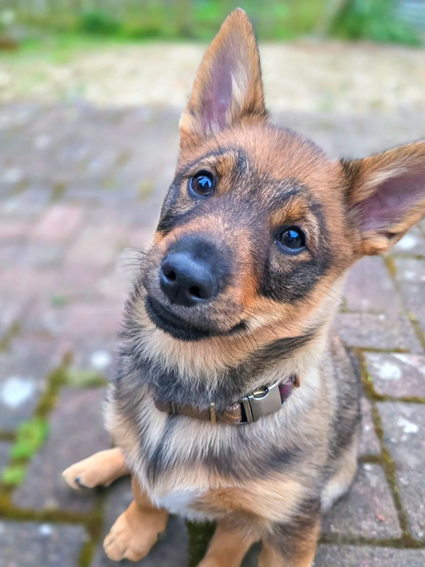 ~ 𝑺𝒖𝒑𝒆𝒓𝒉𝒆𝒓𝒐 ~

Look at his little superhero mask 😍 I haven't worked out what his superhero powers would be yet, although the way he tears around, I think it would be on the lines of flying or running at supersonic speed 🤣 You can imagine h