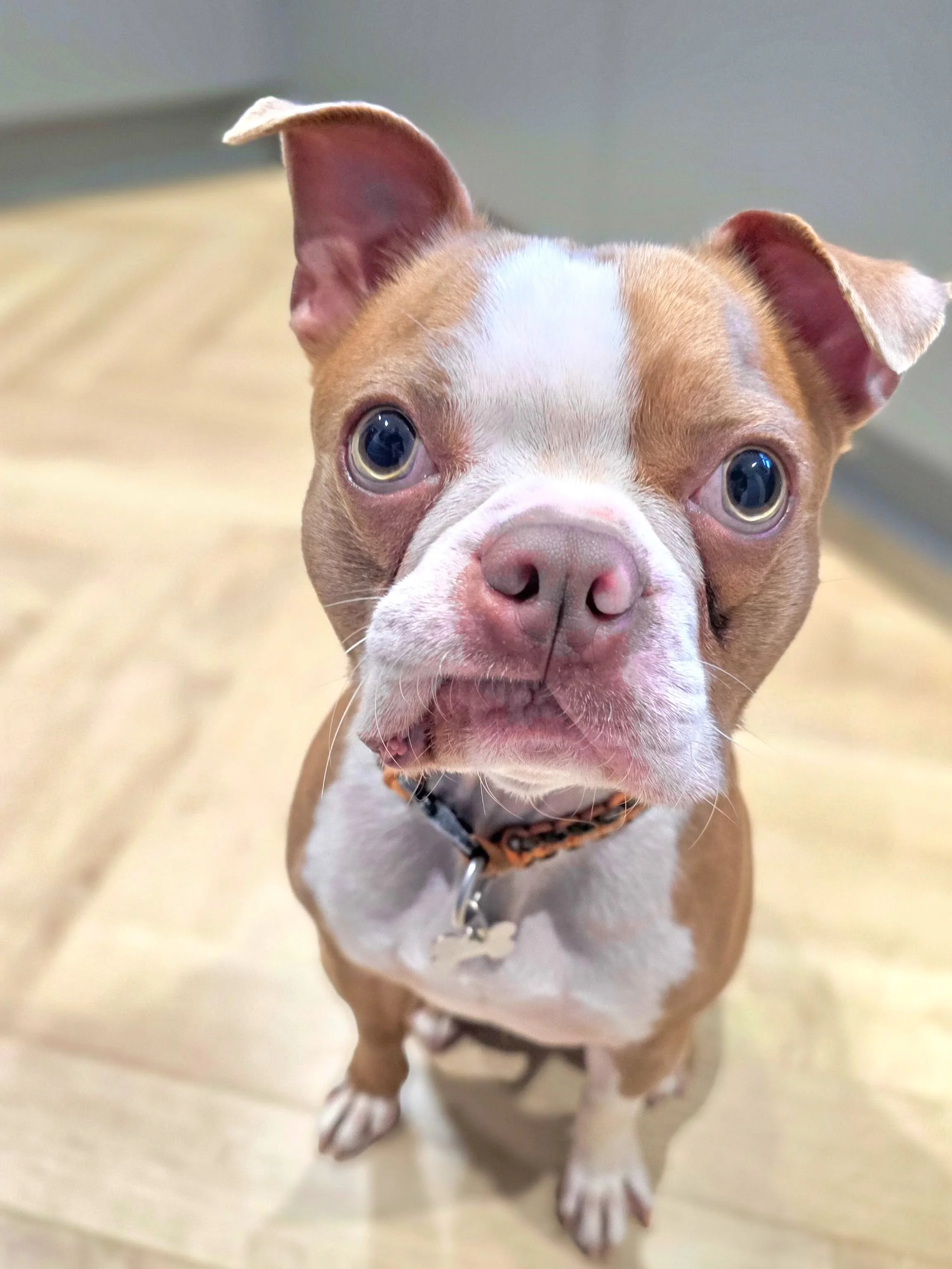 ~ 𝑻𝒉𝒂𝒕 𝑭𝒂𝒄𝒆 𝑻𝒉𝒐𝒖𝒈𝒉 ~

Stucky tucky lips 😍

Meet Lenny! He's here for all of his foundations....recall, lead walking and being a good boy around people and dogs. He's a bit of a champ is Lenny. He has poorly back legs and surgery during