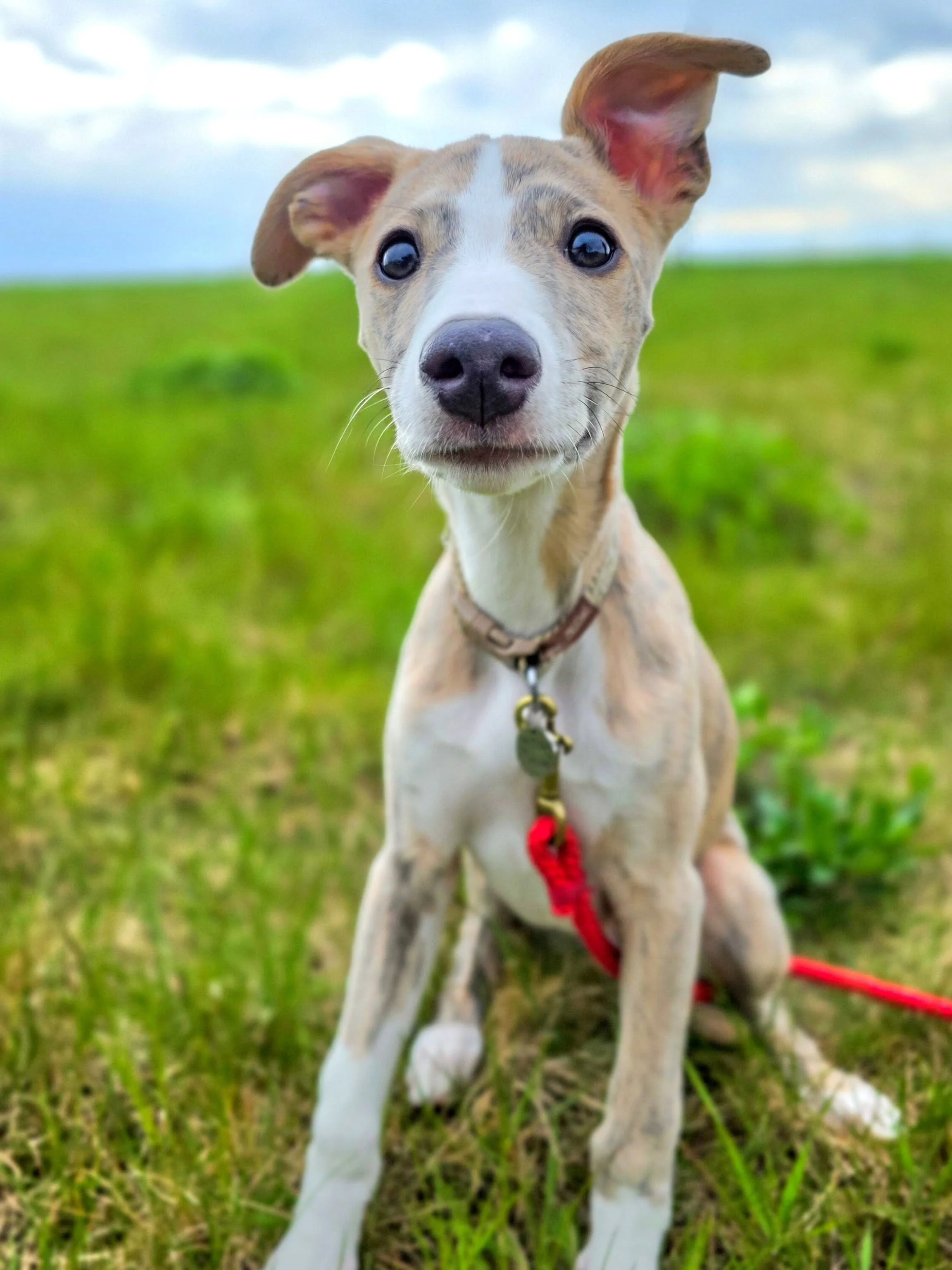 ~ 𝑯𝒐𝒏𝒐𝒖𝒓𝒆𝒅 ~

I had the privilege of being there for Louis' first big boy lead walk today now he's fully vaccinated 🥰 We made it fun...no boring or overwhelming pavement walks full of traffic. Just a nice easy one to begin with, with lots of